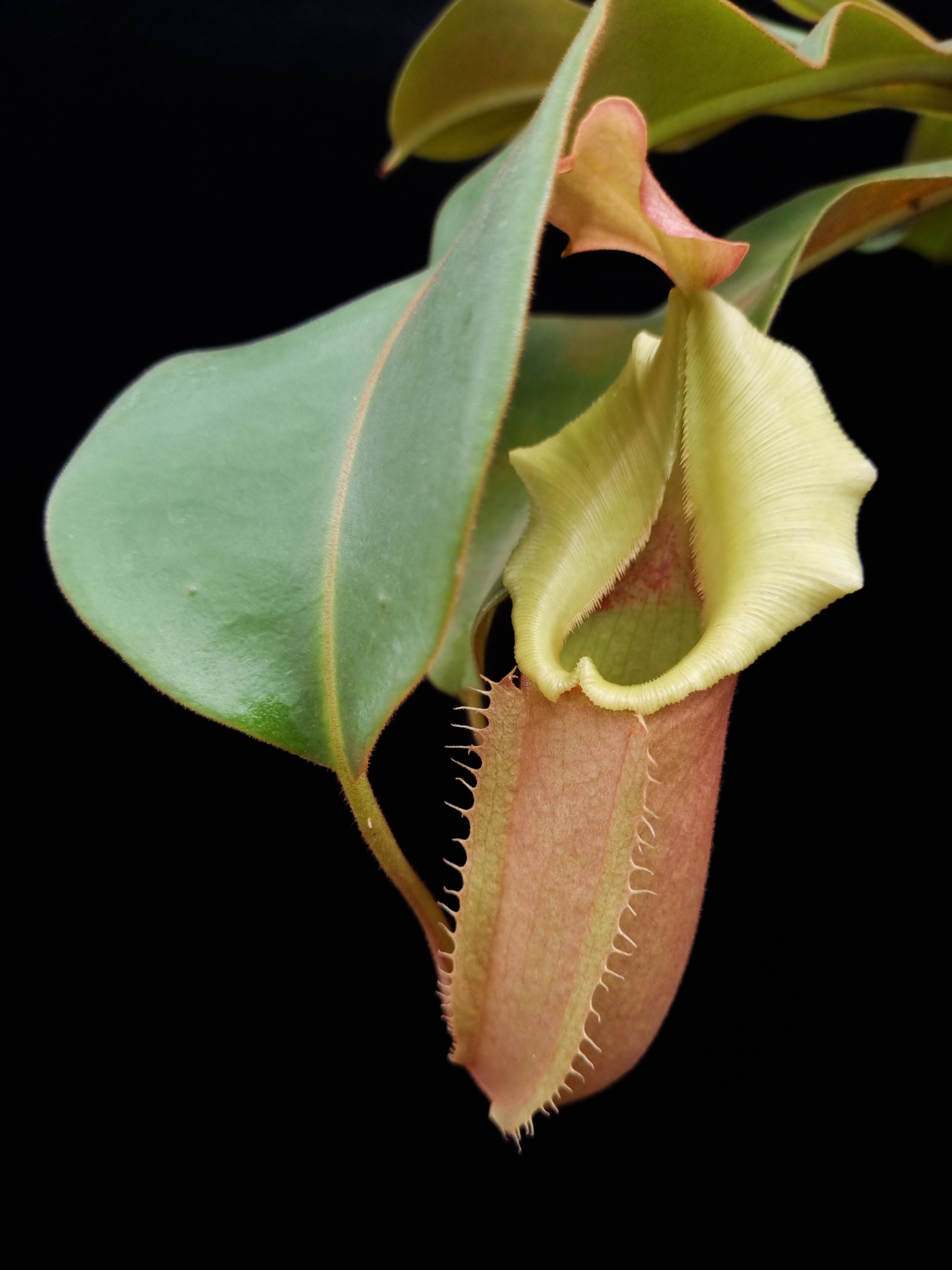 Nepenthes pitcher plants for sale in Singapore | Black Toe