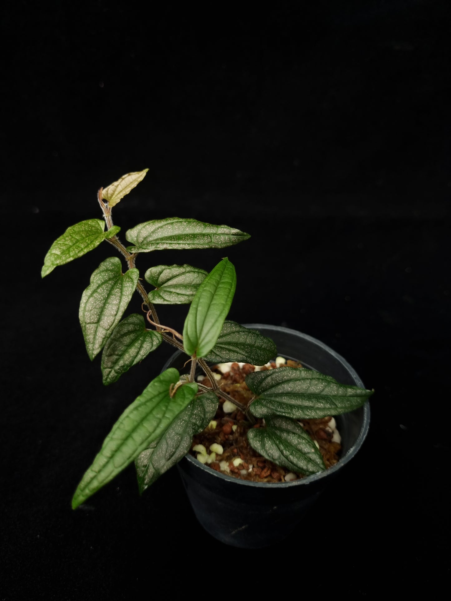 Piper sp. Papua sale Singapore top view