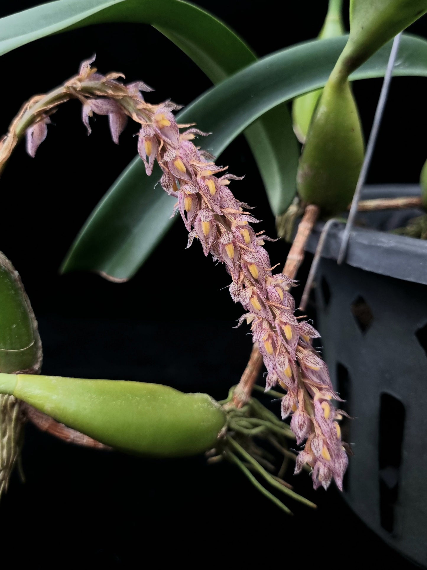 Bulbophyllum orchid sale Singapore flower detail