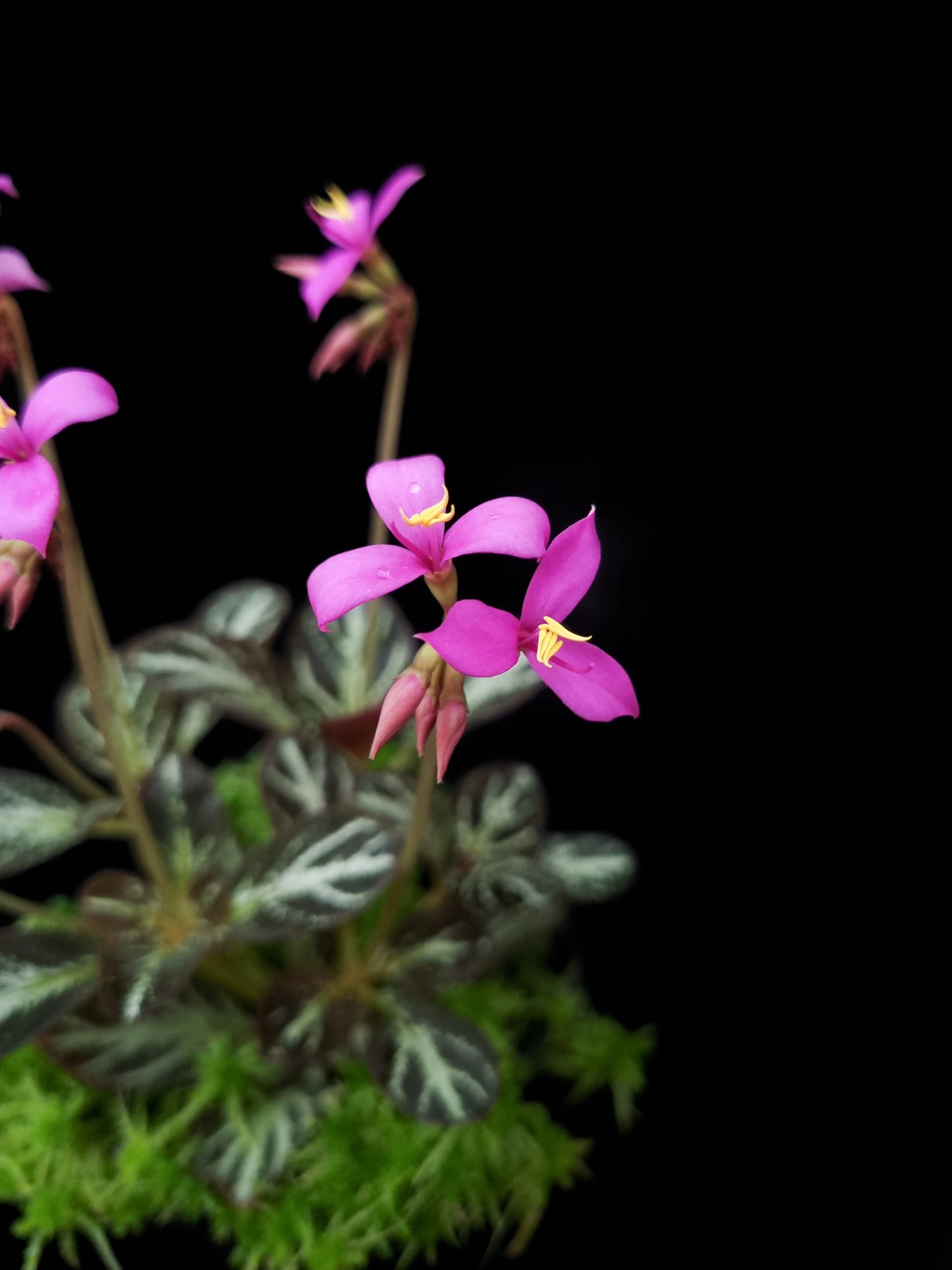 Sonerila sp. jungle plant sale Singapore flower detail