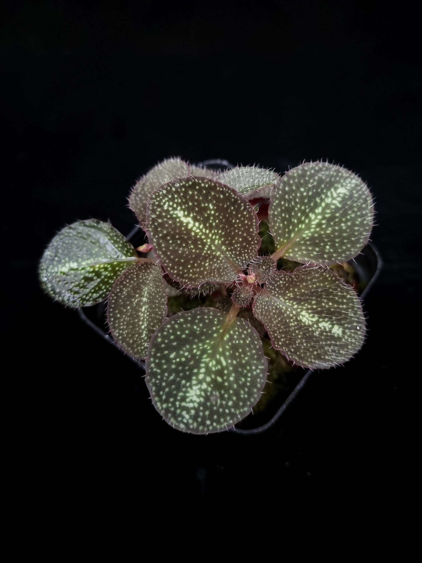 Sonerila sp. jungle plant sale Singapore top view