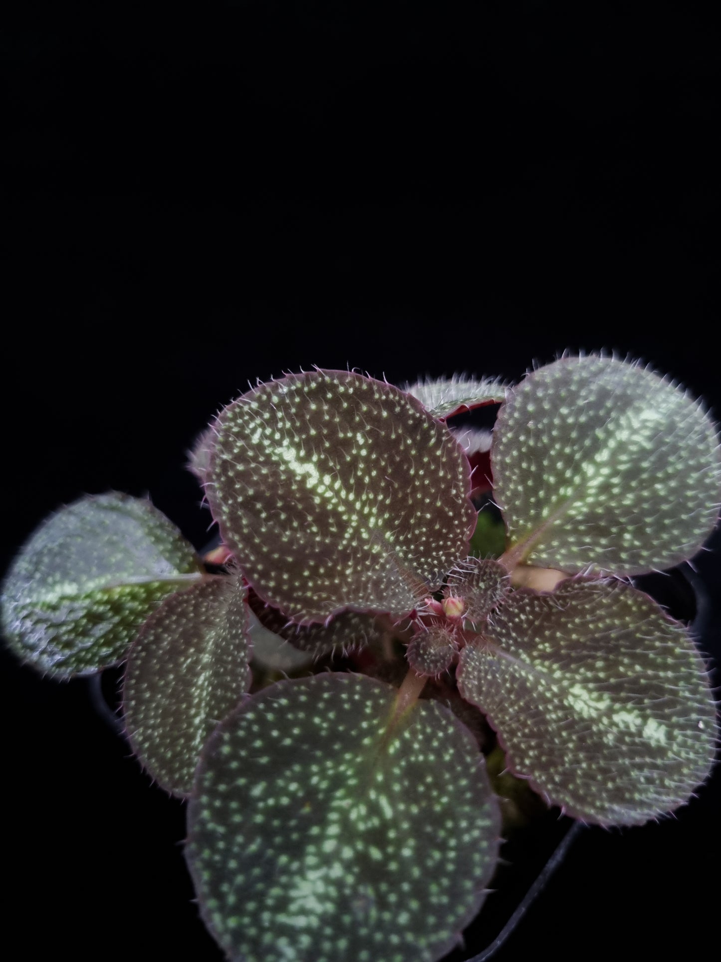 Sonerila sp. jungle plant sale Singapore leaf detail