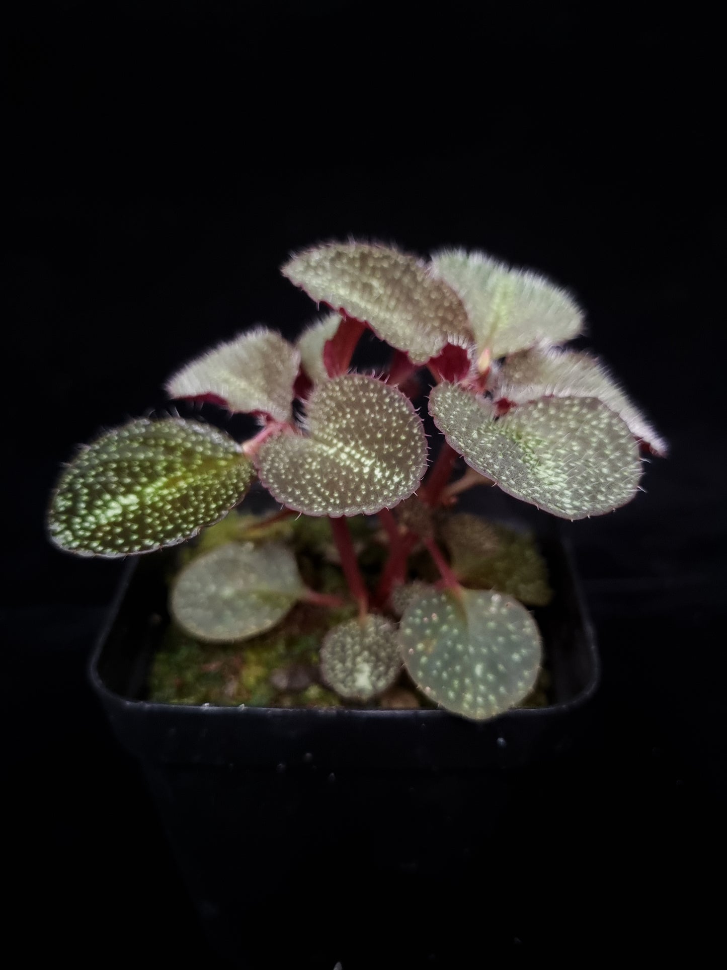 Sonerila sp. jungle plant sale Singapore side view