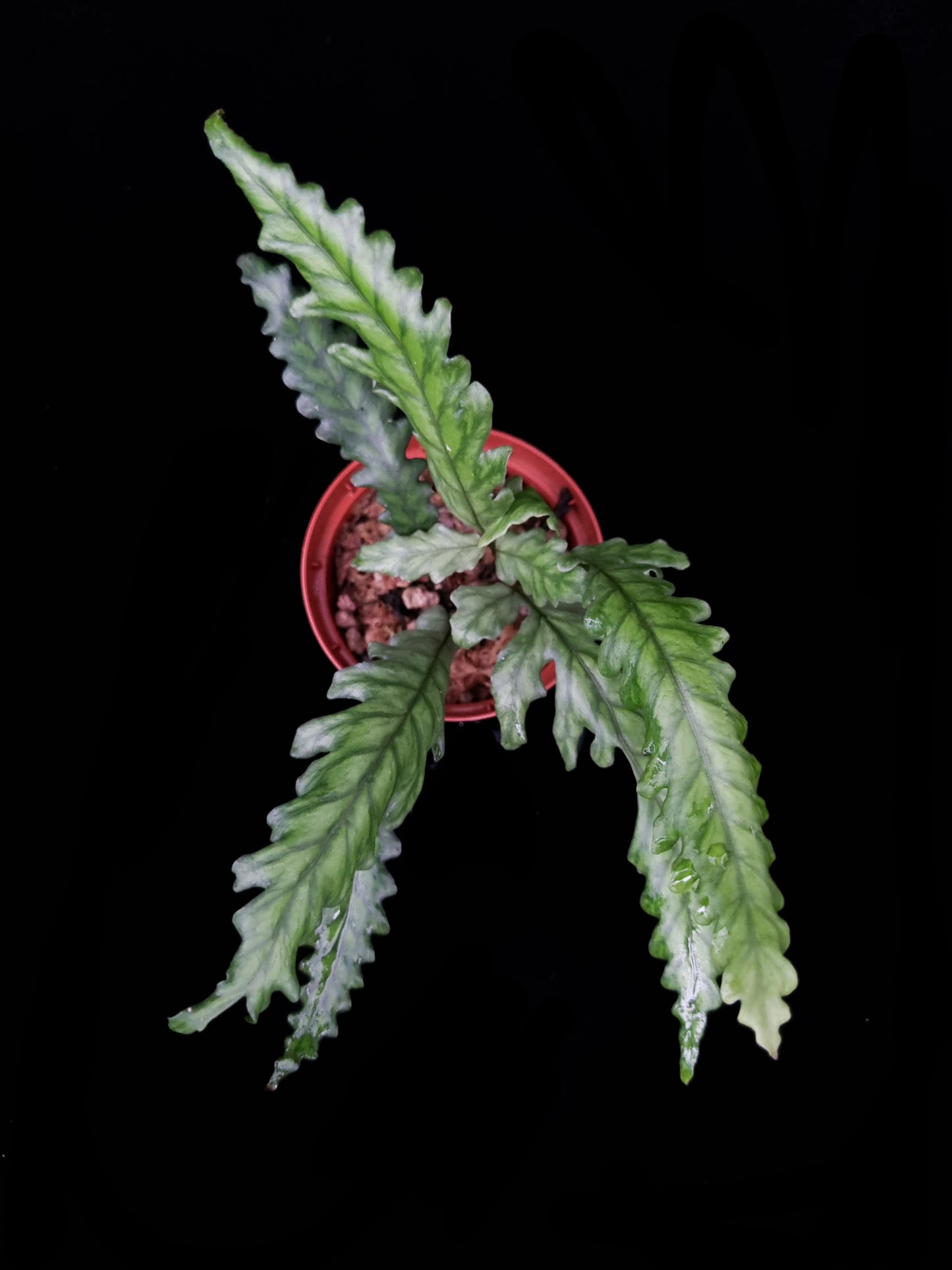 fern moss liverwort terrarium plants sale Singapore top view