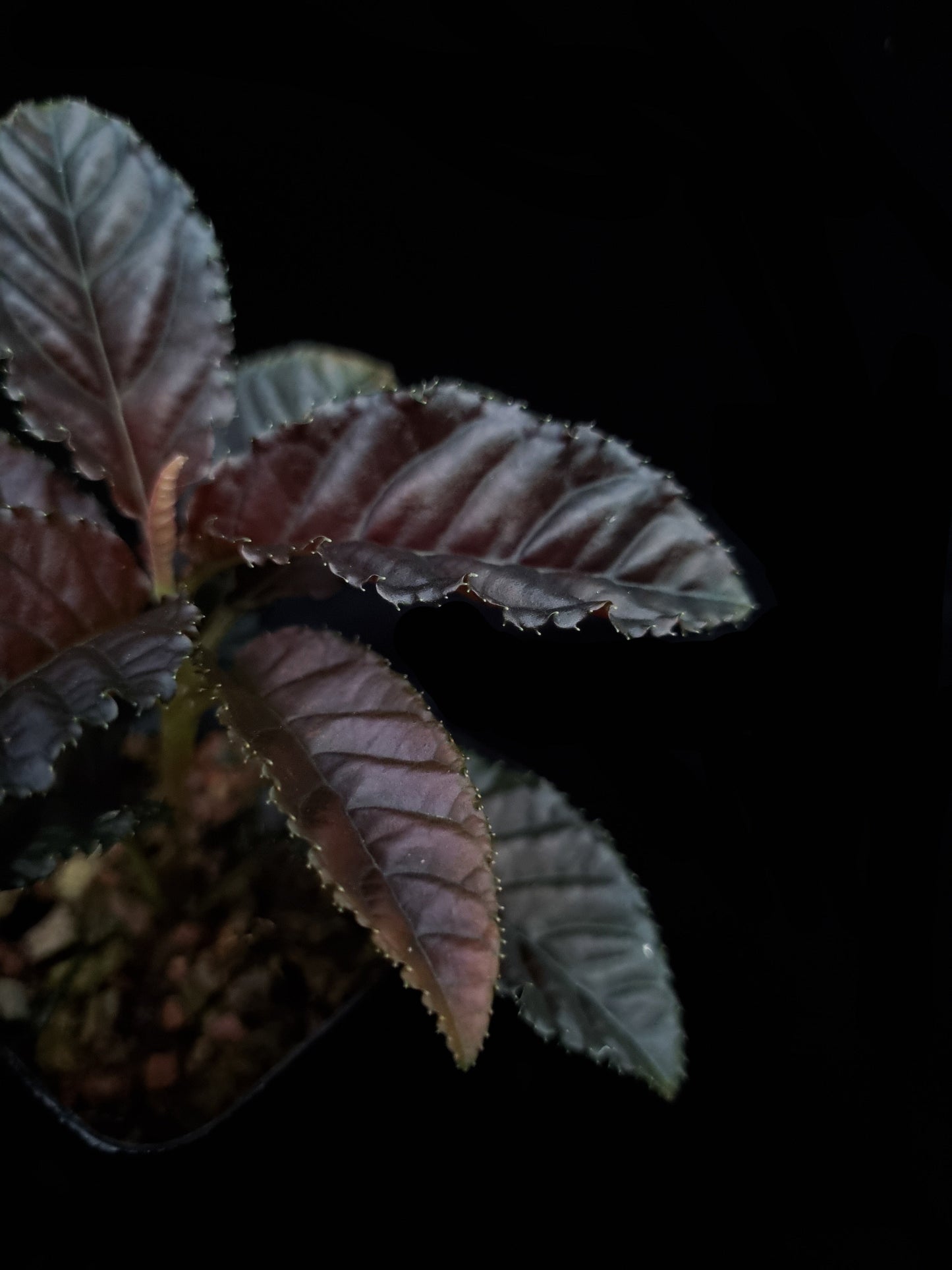 Ardisia sp. sale Singapore potted plant leaf detail