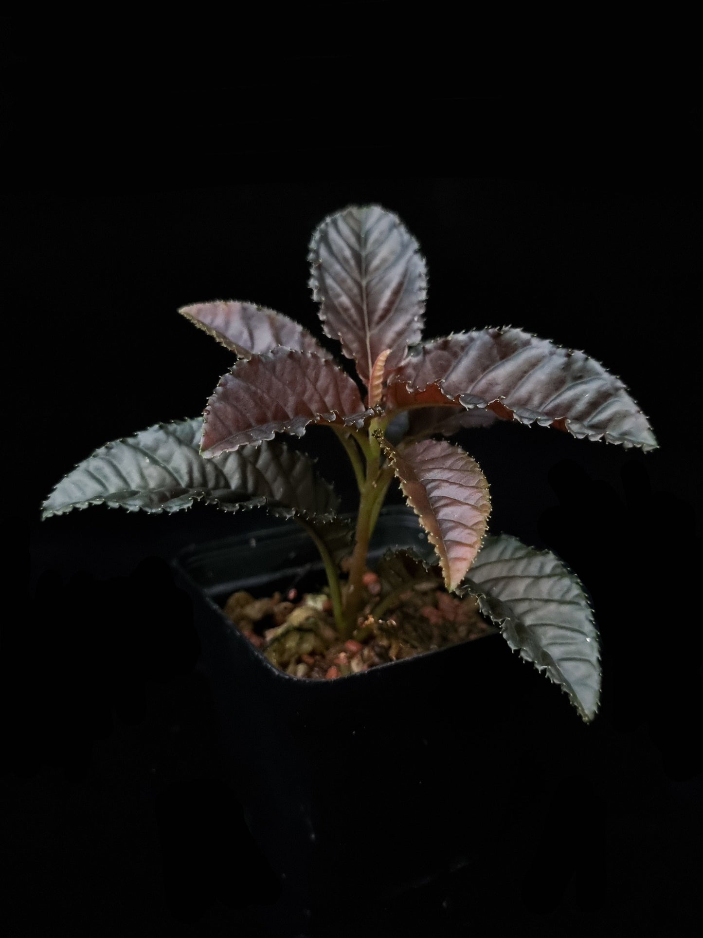 Ardisia sp. sale Singapore potted plant side view