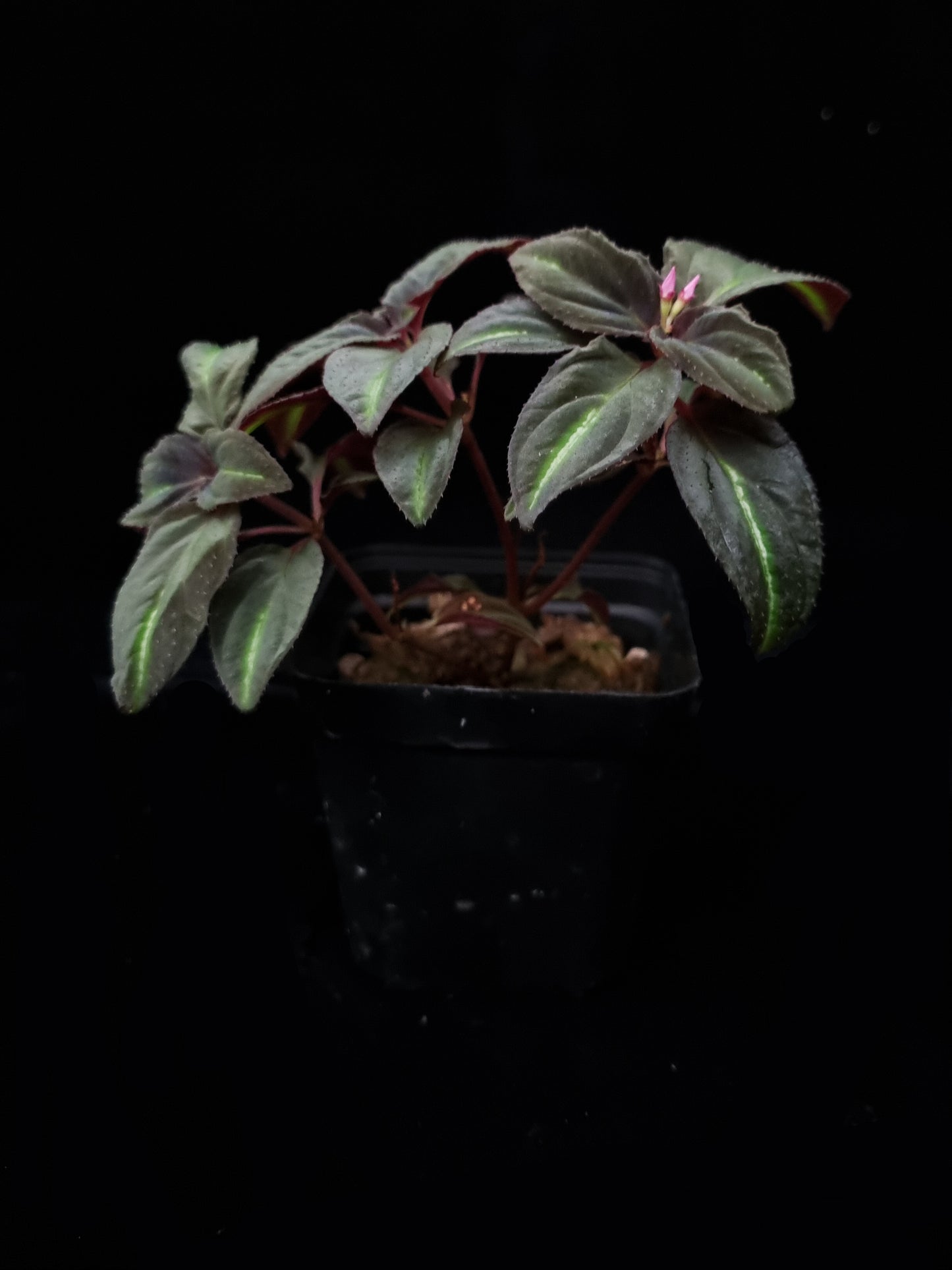 Sonerila sp. jungle plant sale Singapore side view