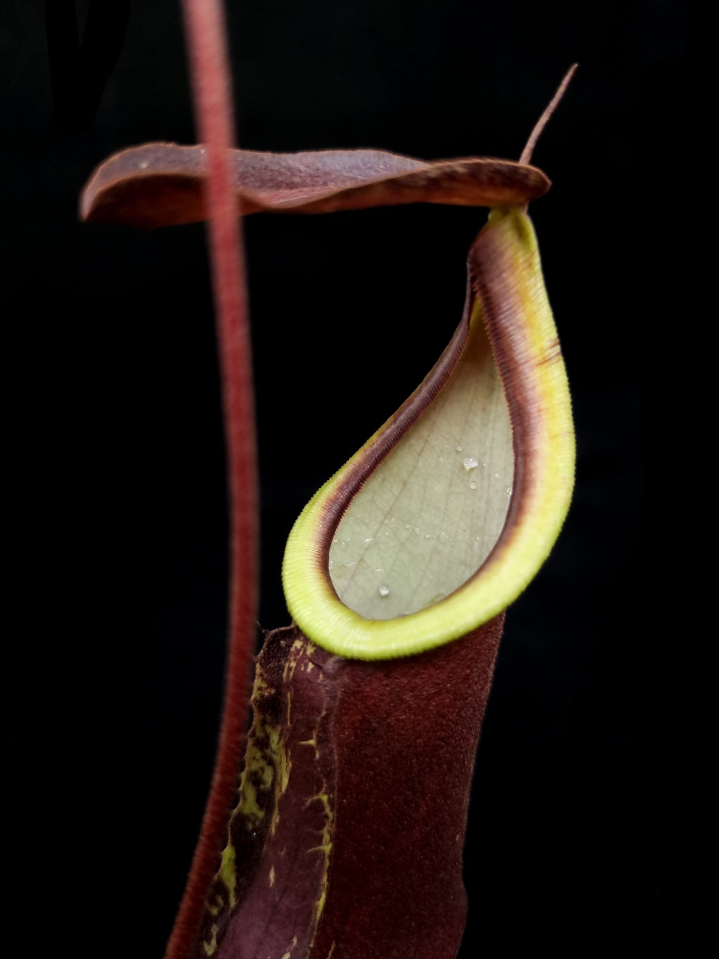 Nepenthes pitcher plant carnivorous plants sale Singapore pitcher detail