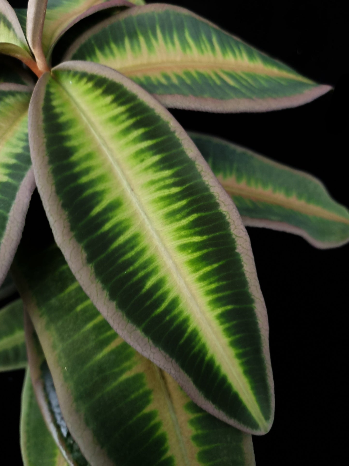 Ardisa Labisia Emblemantha sale Singapore potted plant leaf detail
