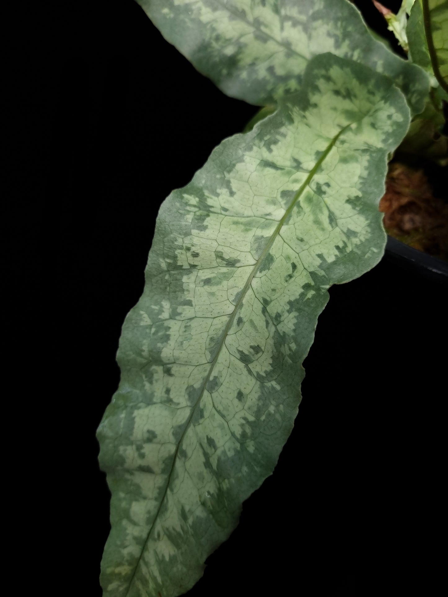 fern moss liverwort terrarium plants sale Singapore frond detail