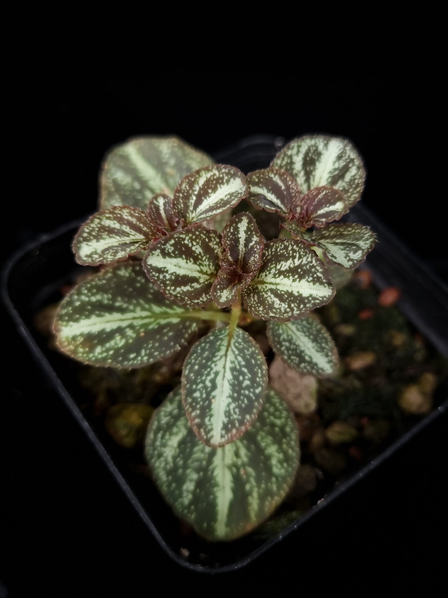Sonerila sp. jungle plant sale Singapore top view