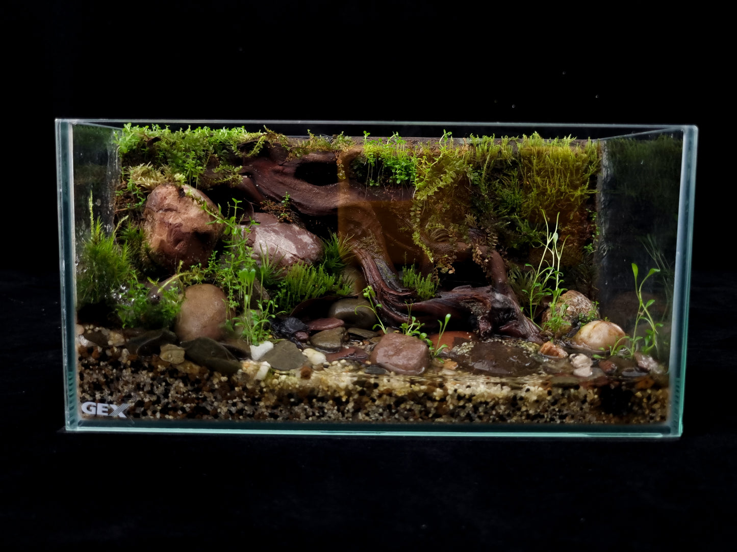 custom terrarium paludarium Singapore front view