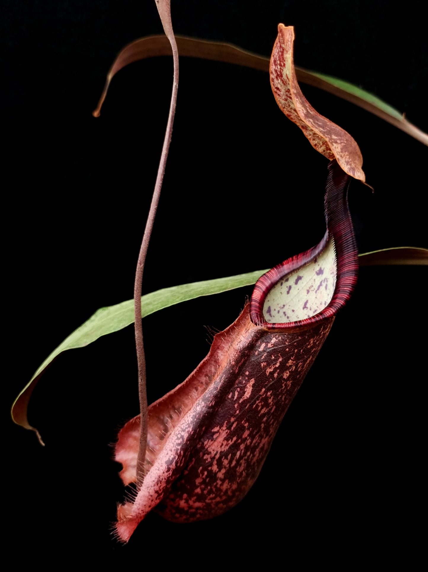 Nepenthes hemsleyana carnivorous pitcher plant sale Singapore