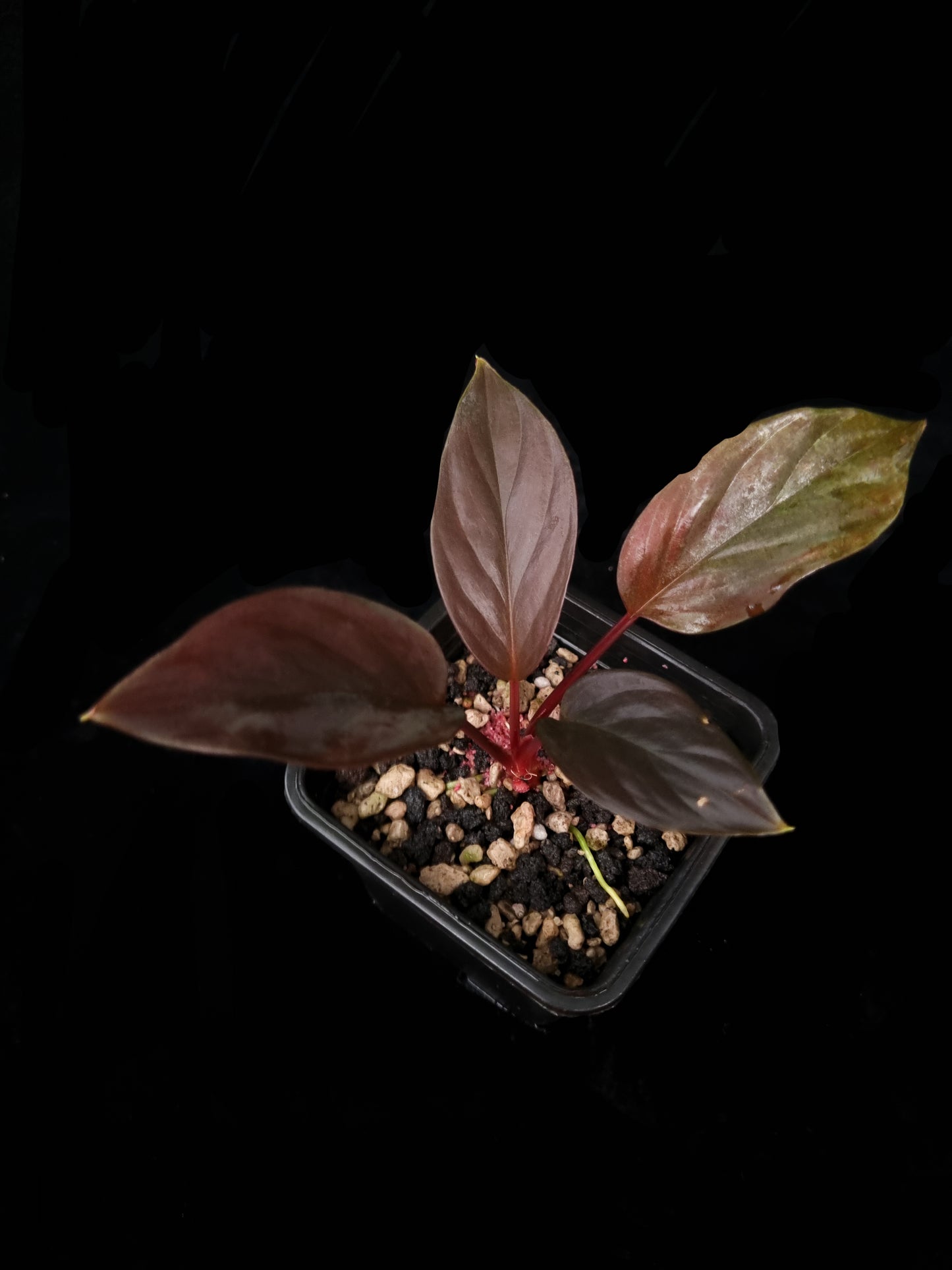 homalomena humilis stardust singapore sale potted plant top view