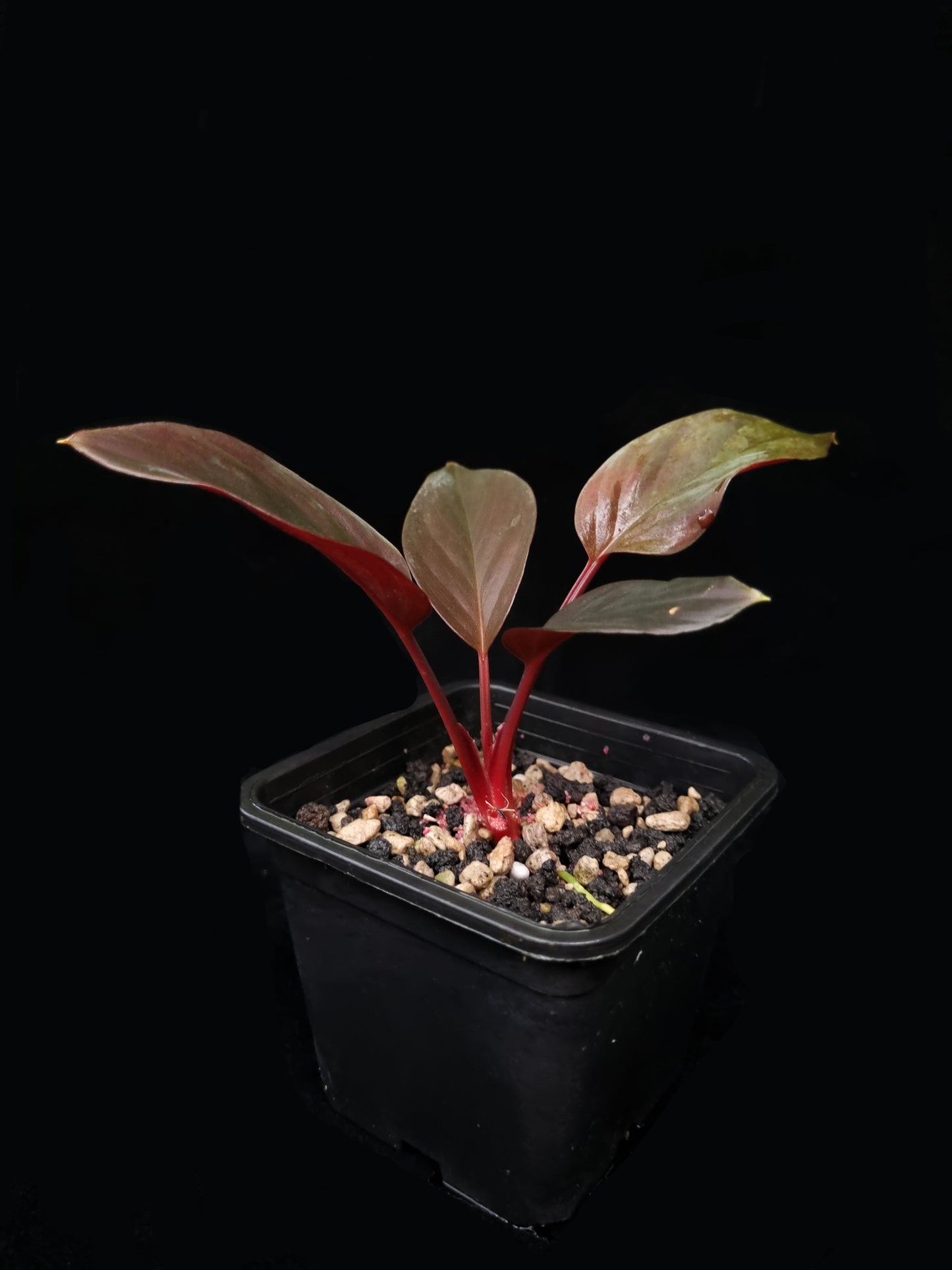 homalomena humilis stardust singapore sale potted plant side view