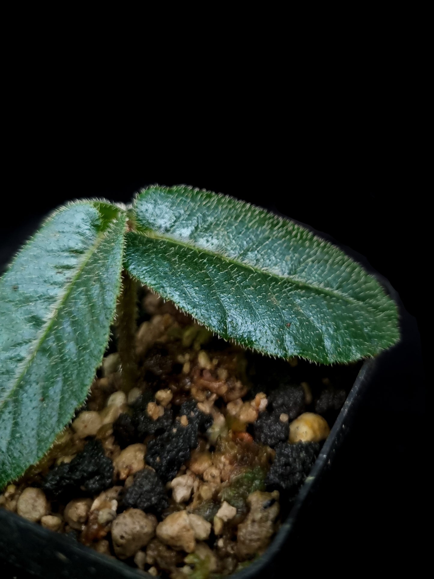 Rare blue Ardisia sp sale Singapore potted plant leaf detail