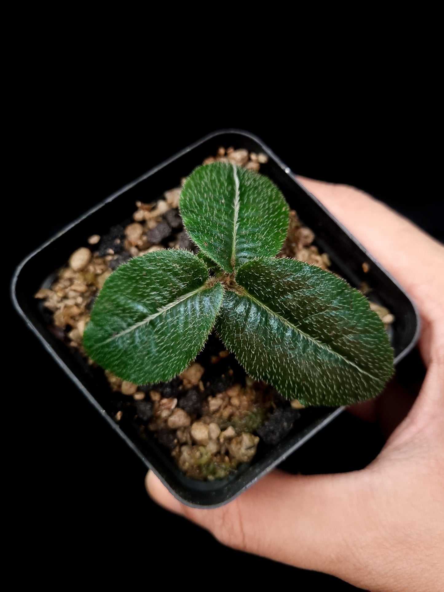Rare blue Ardisia sp sale Singapore potted plant top view