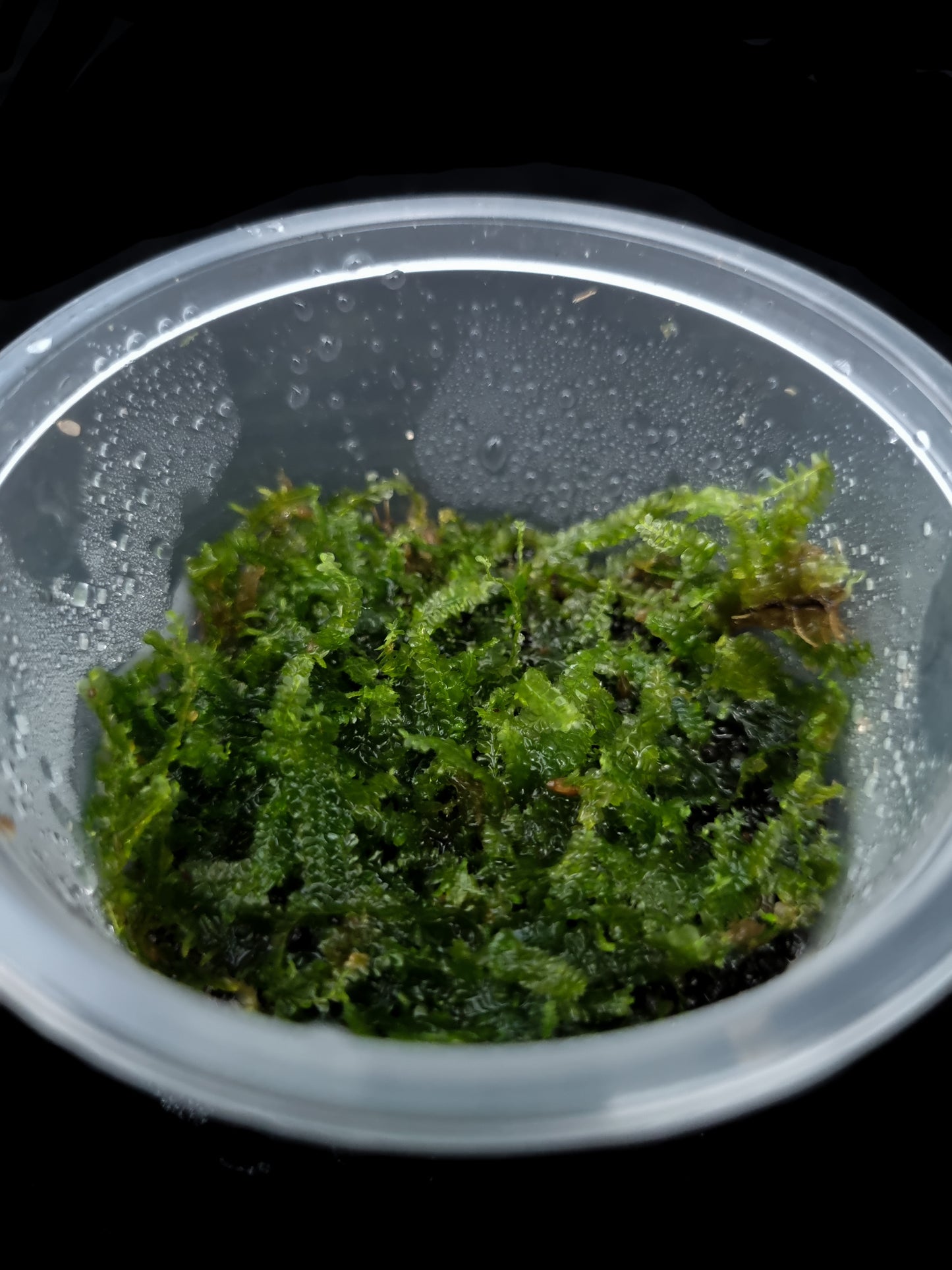terrarium moss liverworts plants sale Singapore