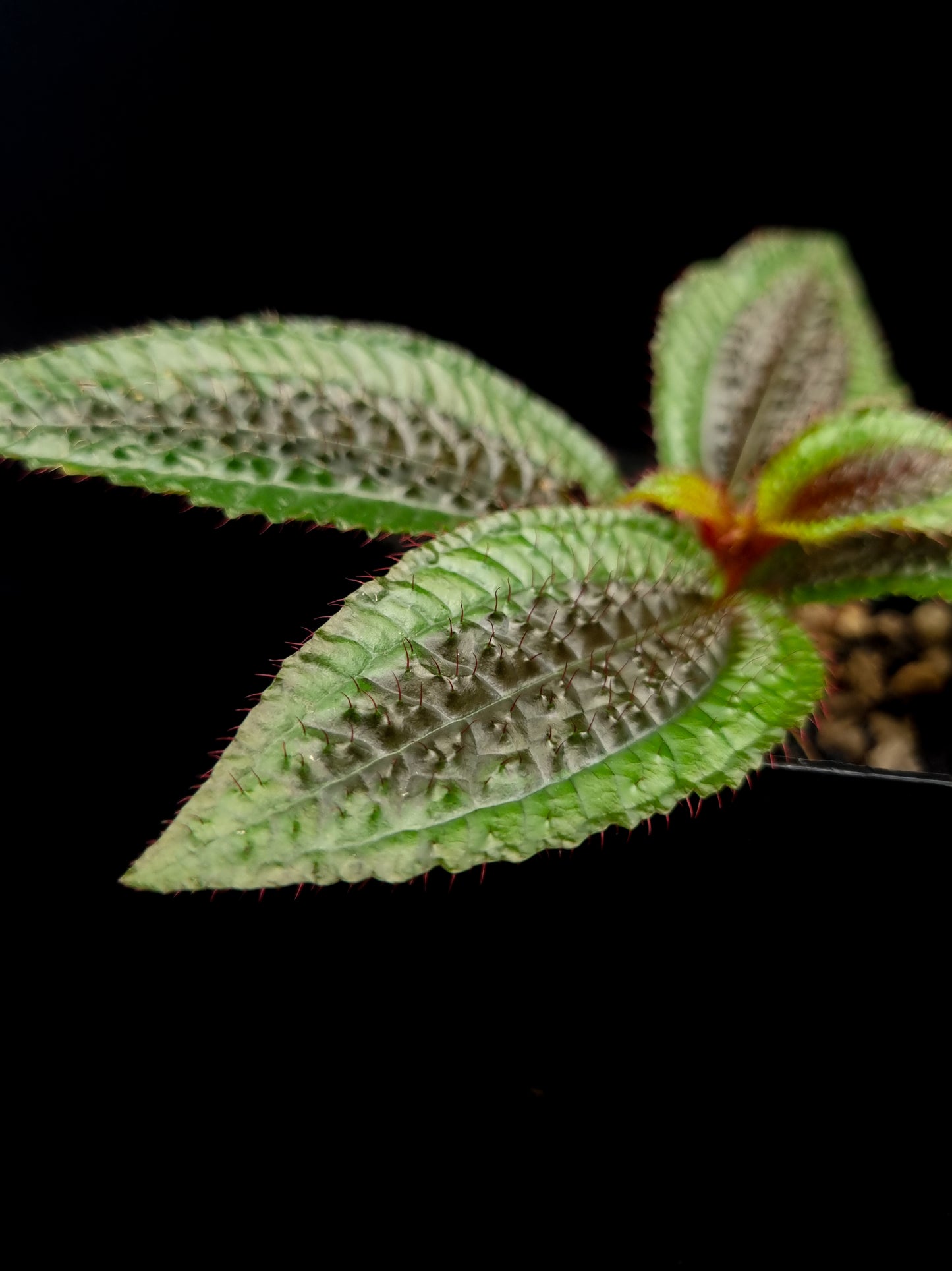 Triolena pustulata sale Singapore terrarium paludarium potted plant leaf detail