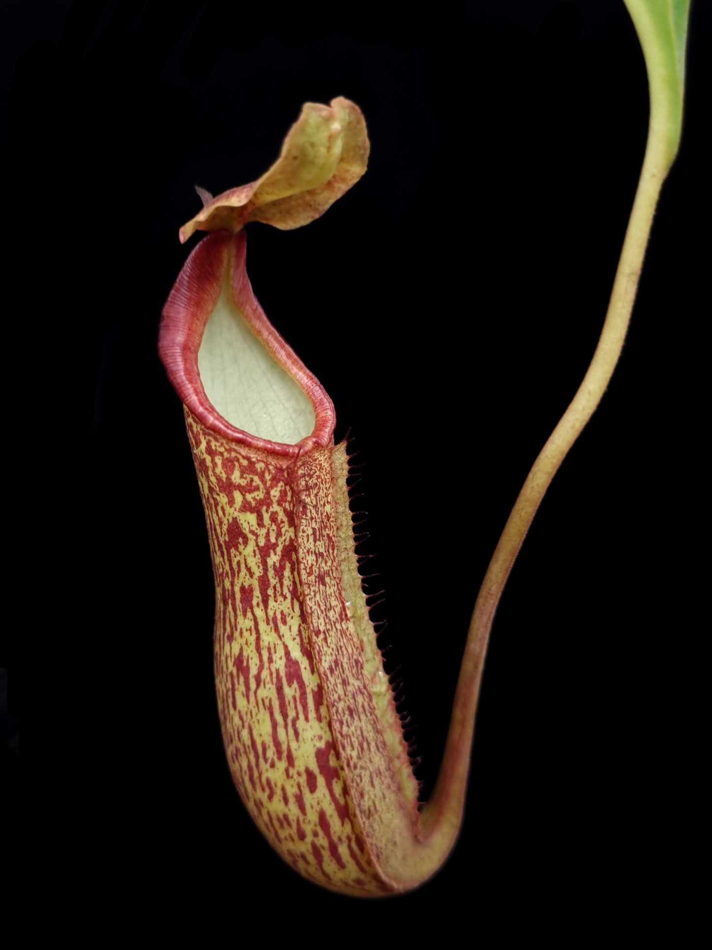 nepenthes pitcher plant hybrid sale singapore potted plant