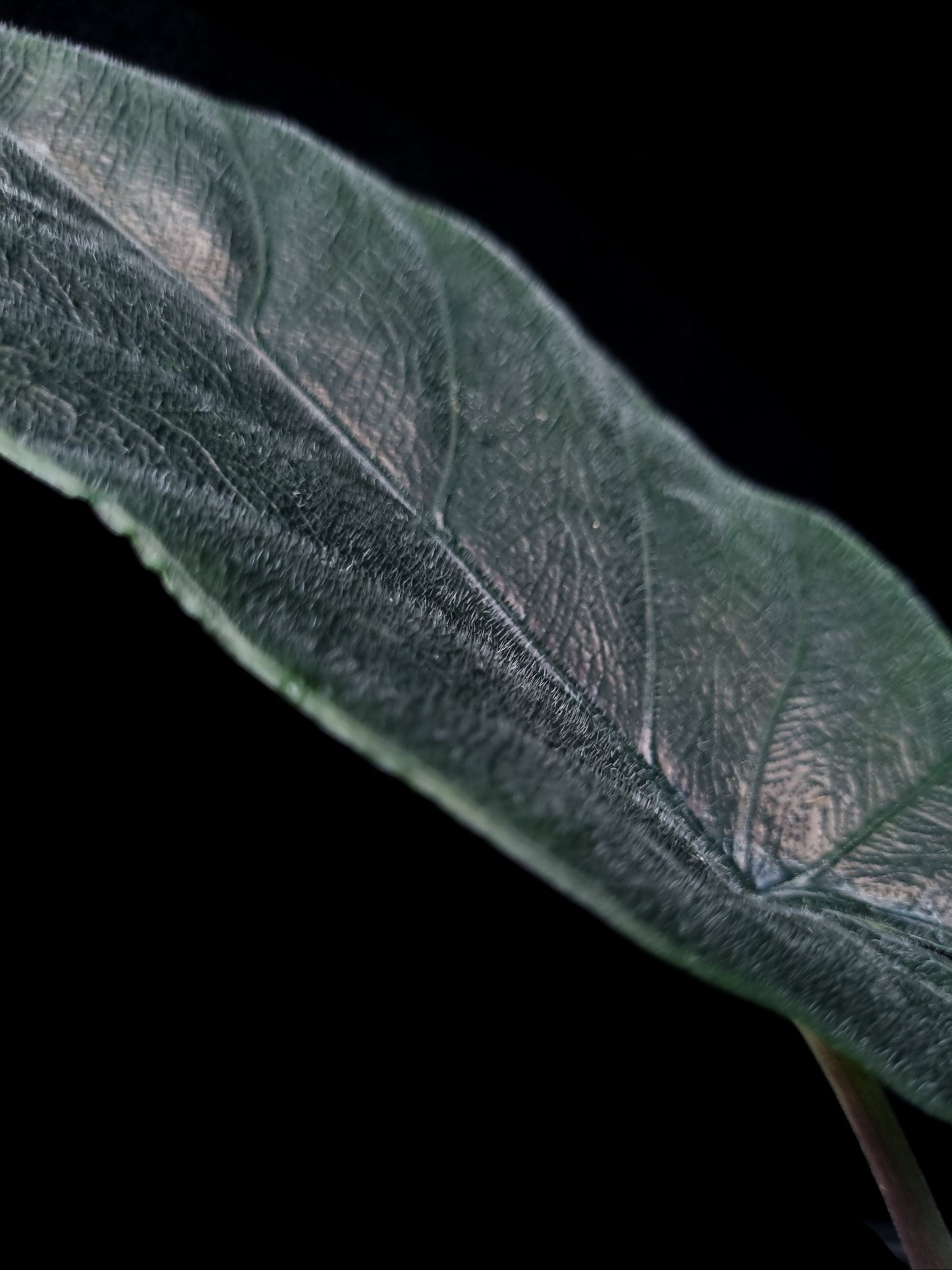 Alocasia antoro velvet chienlii potted plant for sale Singapore leaf detail