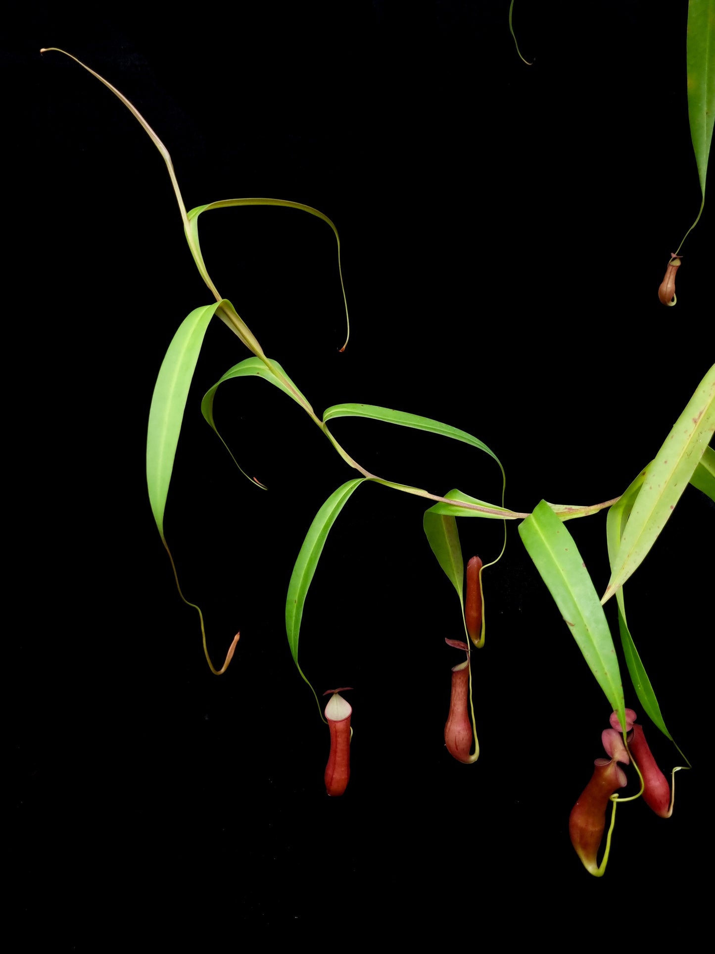 Nepenthes gracilis red pitcher plant sale Singapore side view