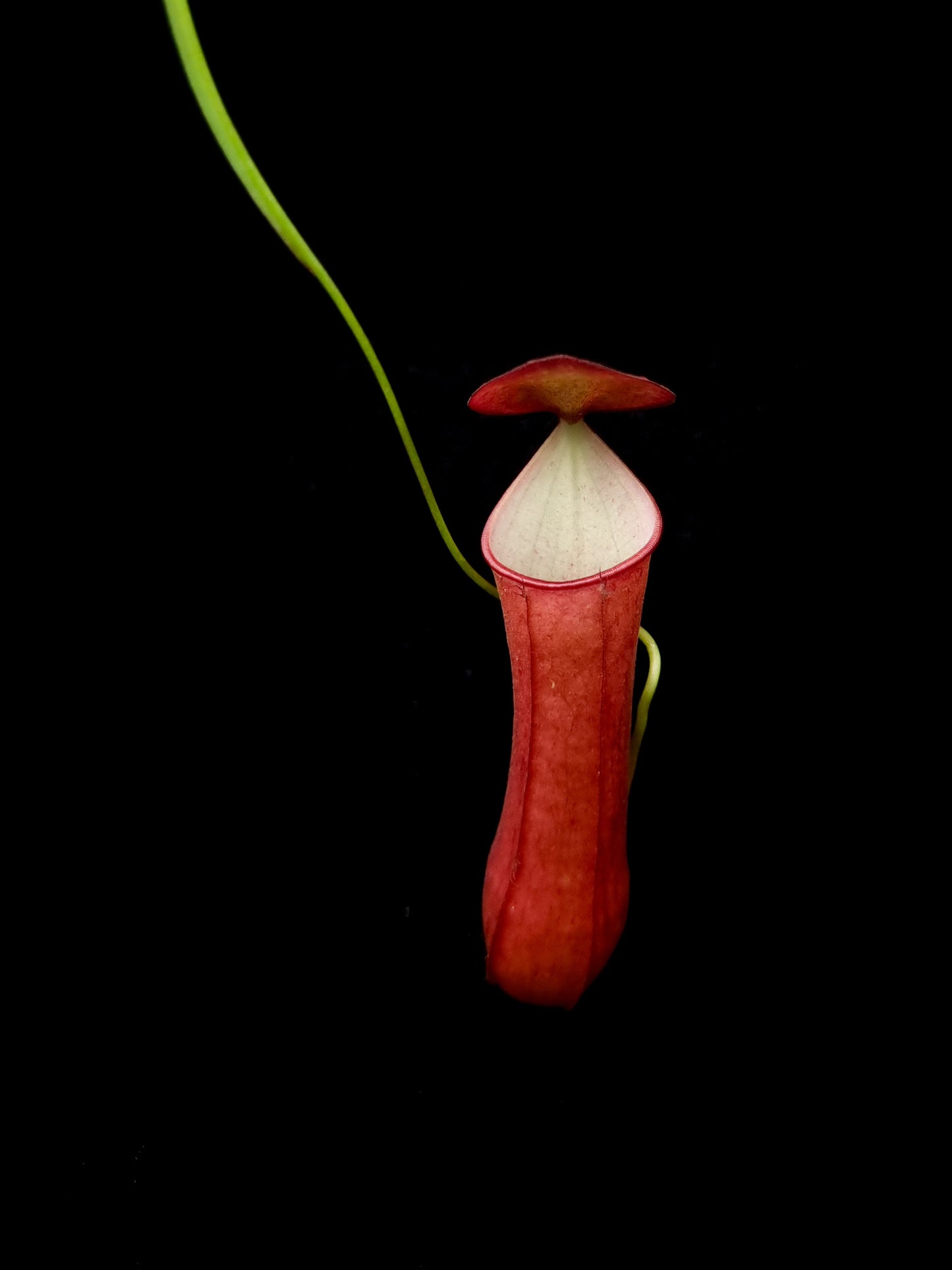 Nepenthes gracilis red pitcher plant sale Singapore pitcher front view