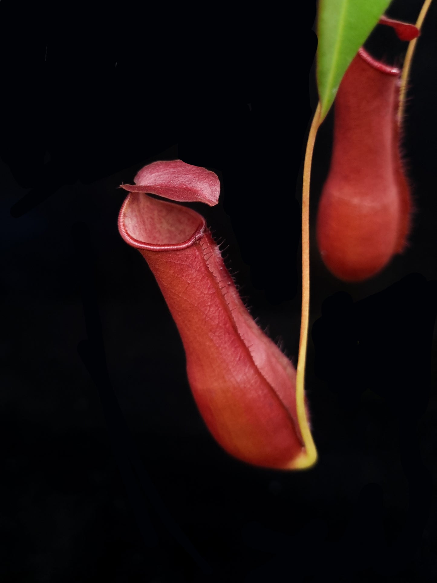 Nepenthes x bauensis pitcher plant sale Singapore pitcher detail