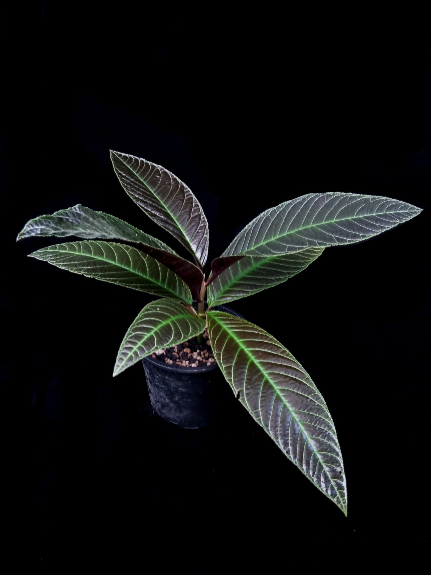 Ardisia for sale Singapore potted plant side view