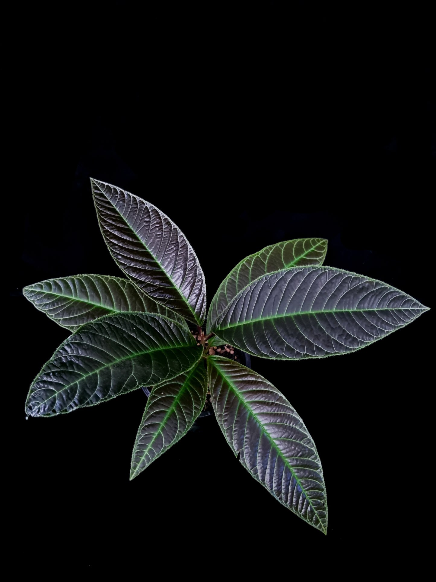 Ardisia for sale Singapore potted plant top view