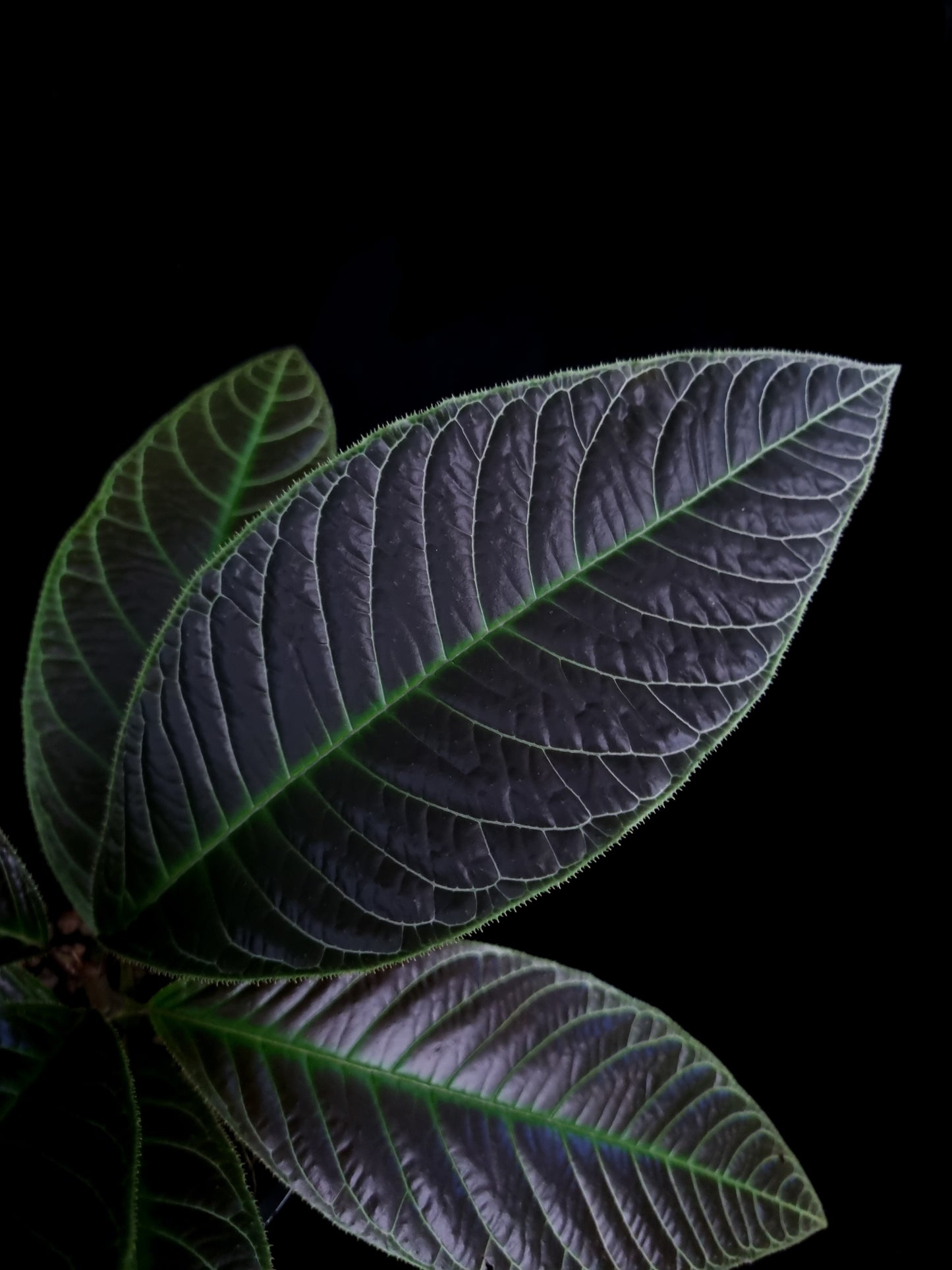 Ardisia for sale Singapore potted plant leaf detail