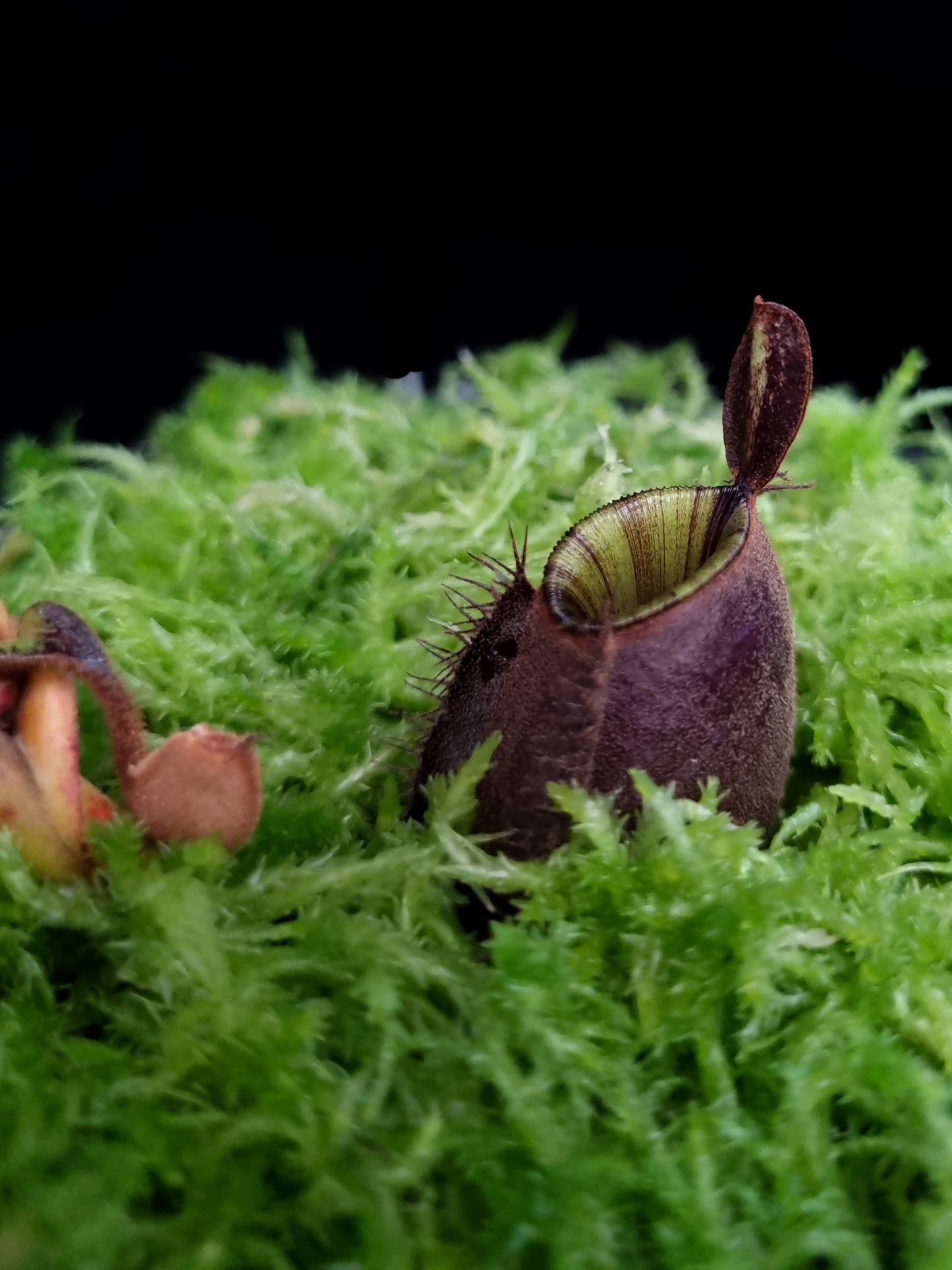 Nepenthes ampullaria 'Black Miracle' pitcher plant sale Singapore pitcher detail
