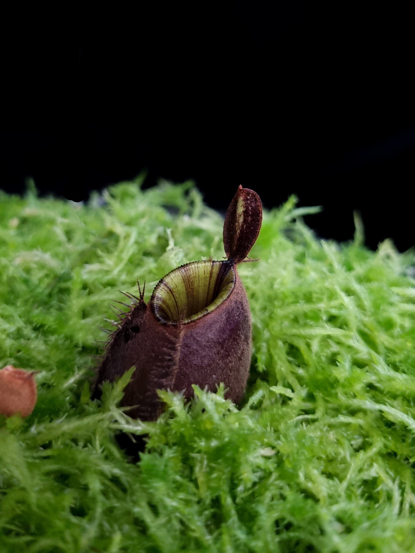 Nepenthes ampullaria 'Black Miracle' pitcher plant sale Singapore pitcher detail