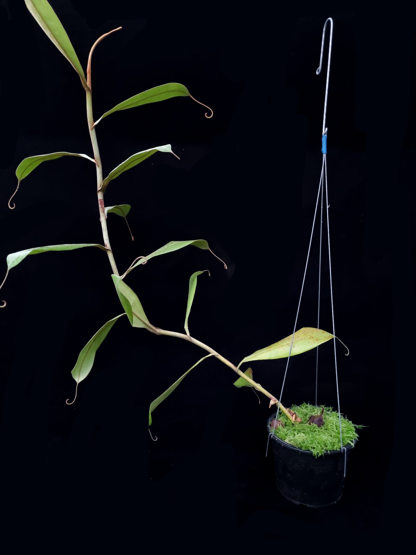 Nepenthes ampullaria 'Black Miracle' pitcher plant sale Singapore side view