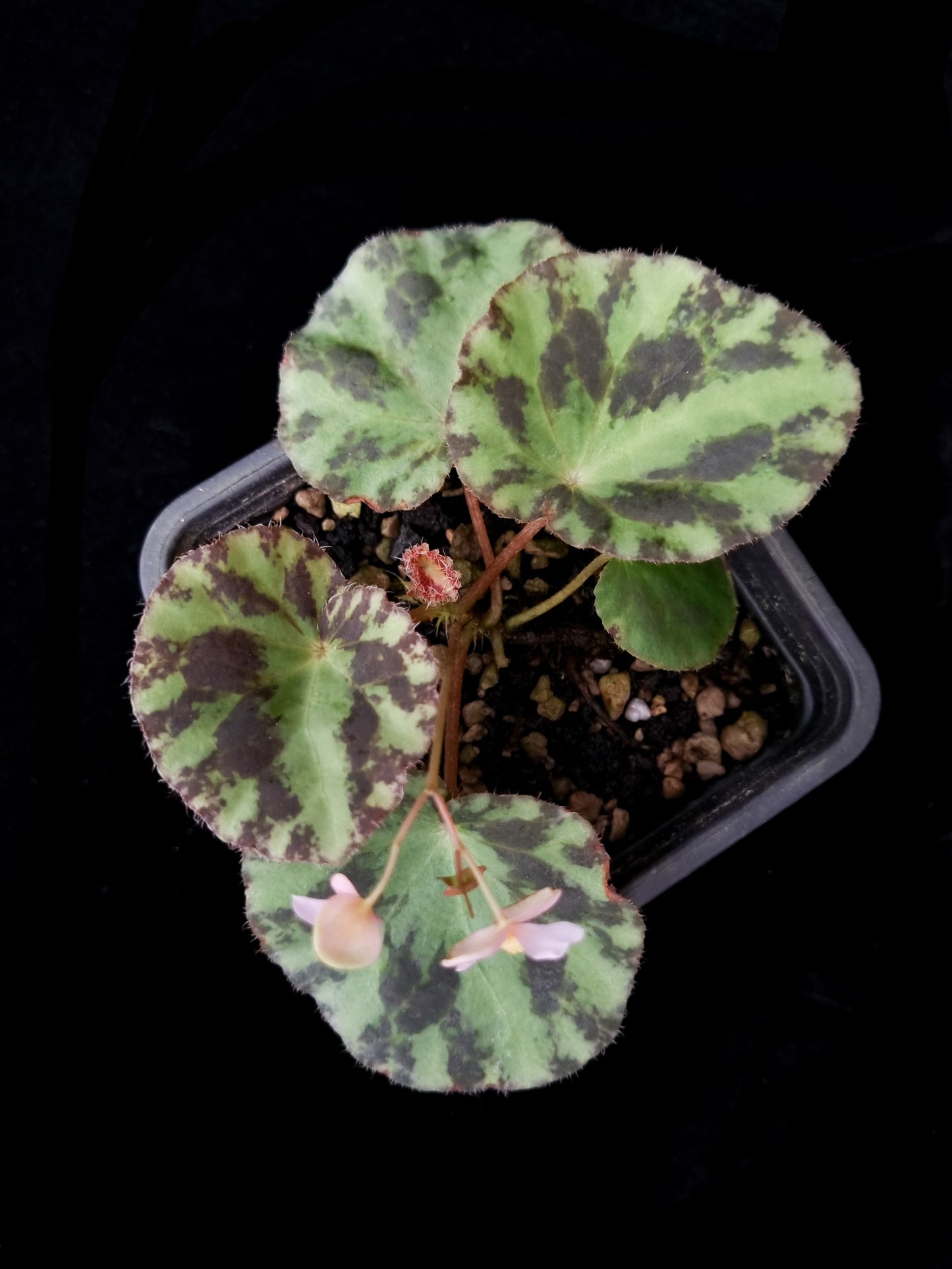Begonia gironellae sale Singapore potted plant top view
