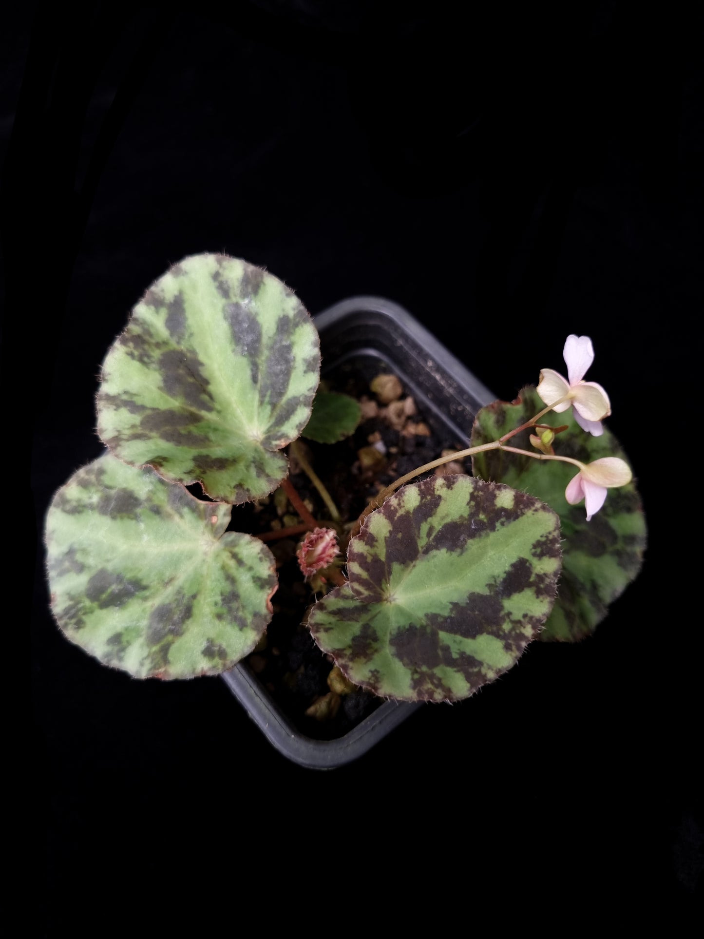 Begonia gironellae sale Singapore potted plant top view