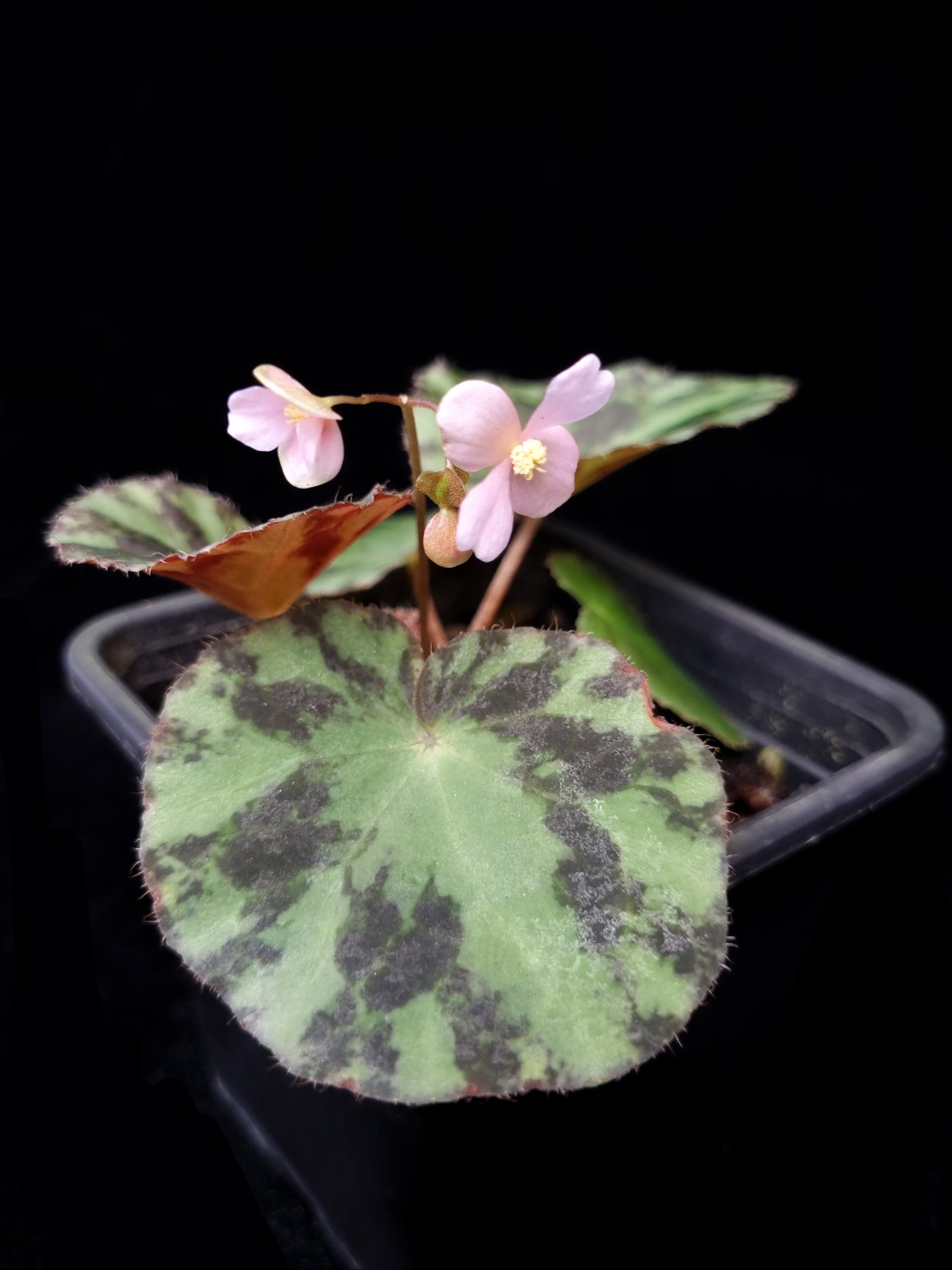 Begonia gironellae sale Singapore potted plant leaf detail