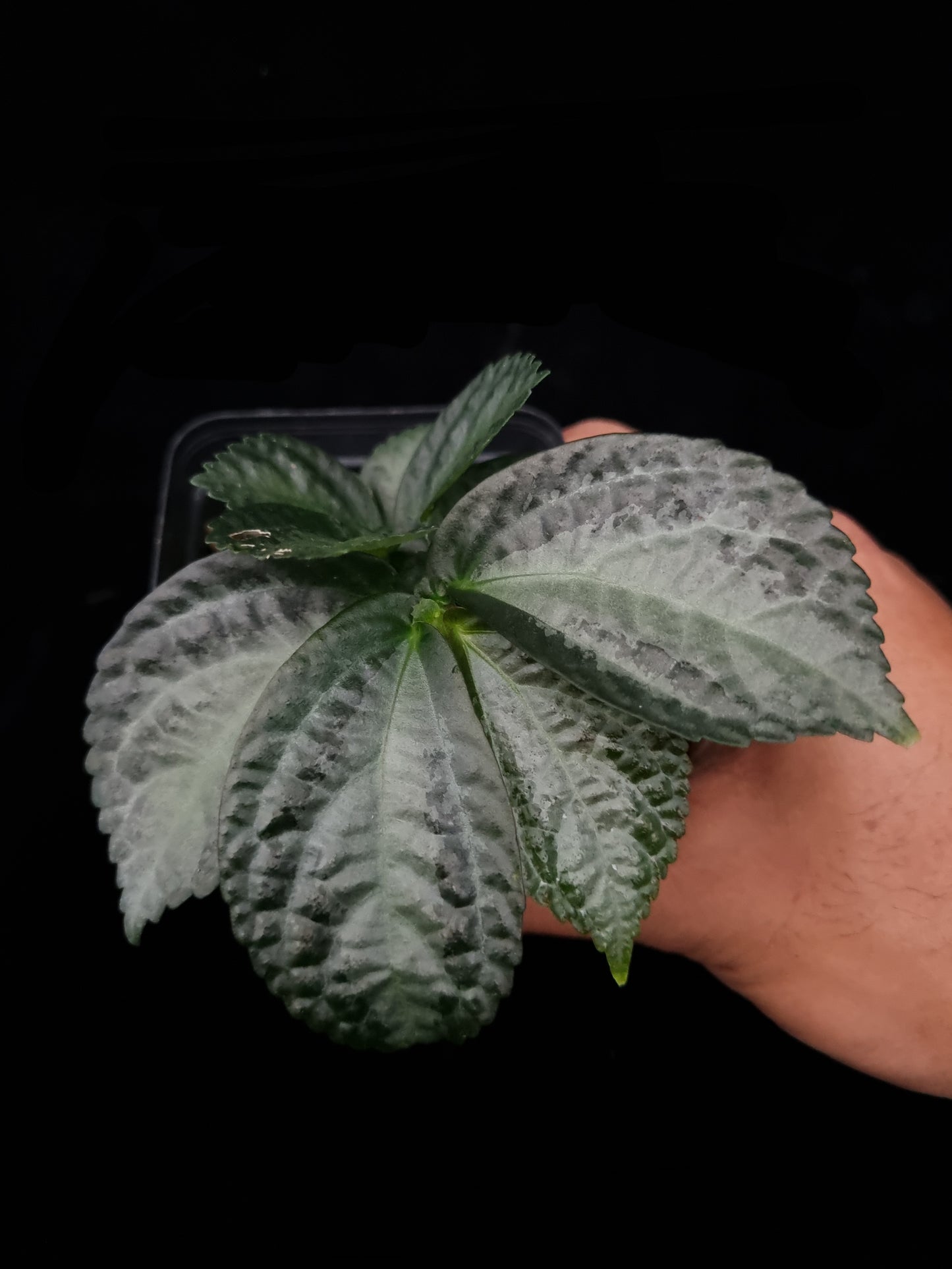 Elatostema sp. Kapuas Hulu sale Singapore top view