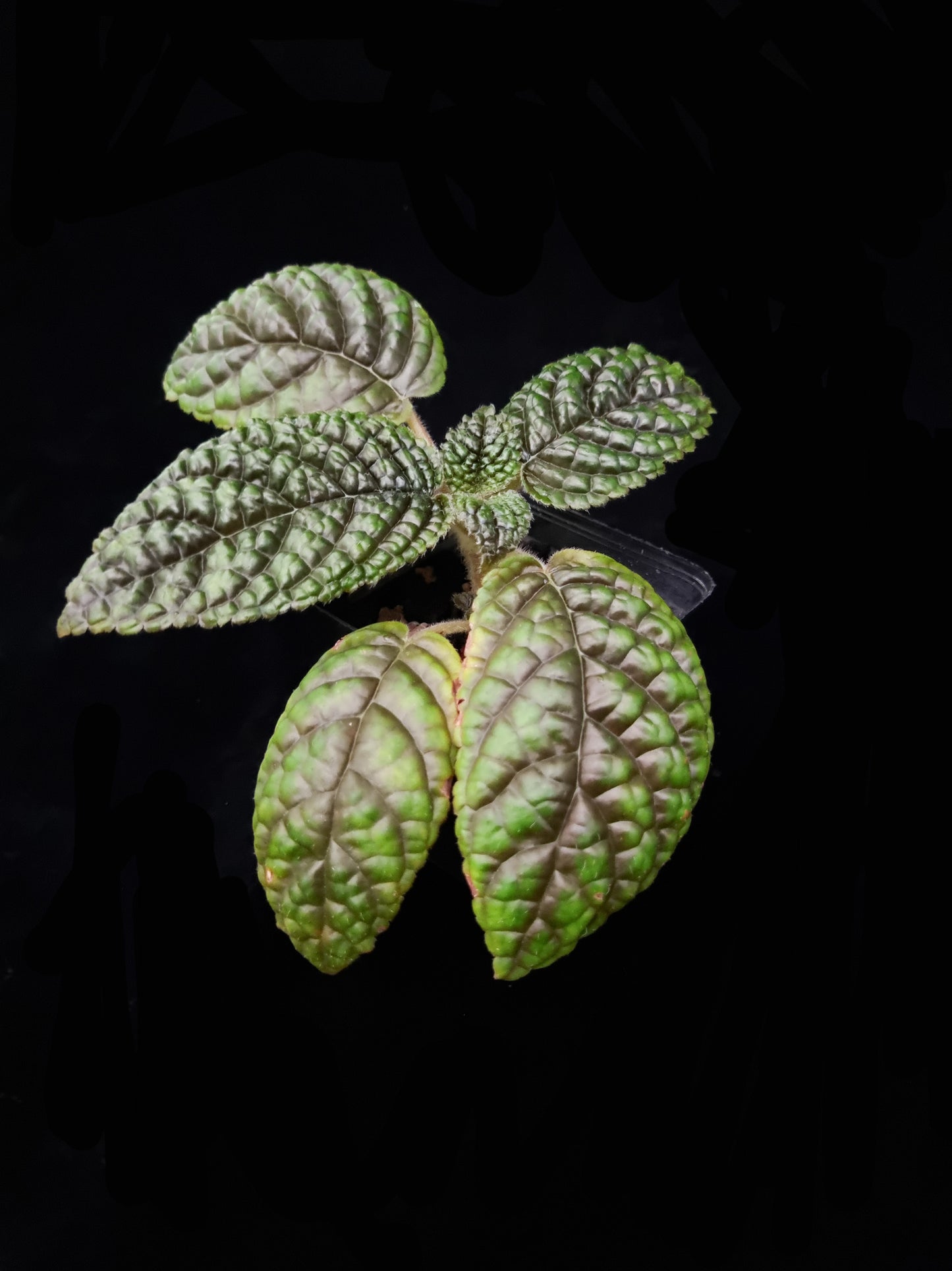 Pearcea sp. sale Singapore potted plant top view