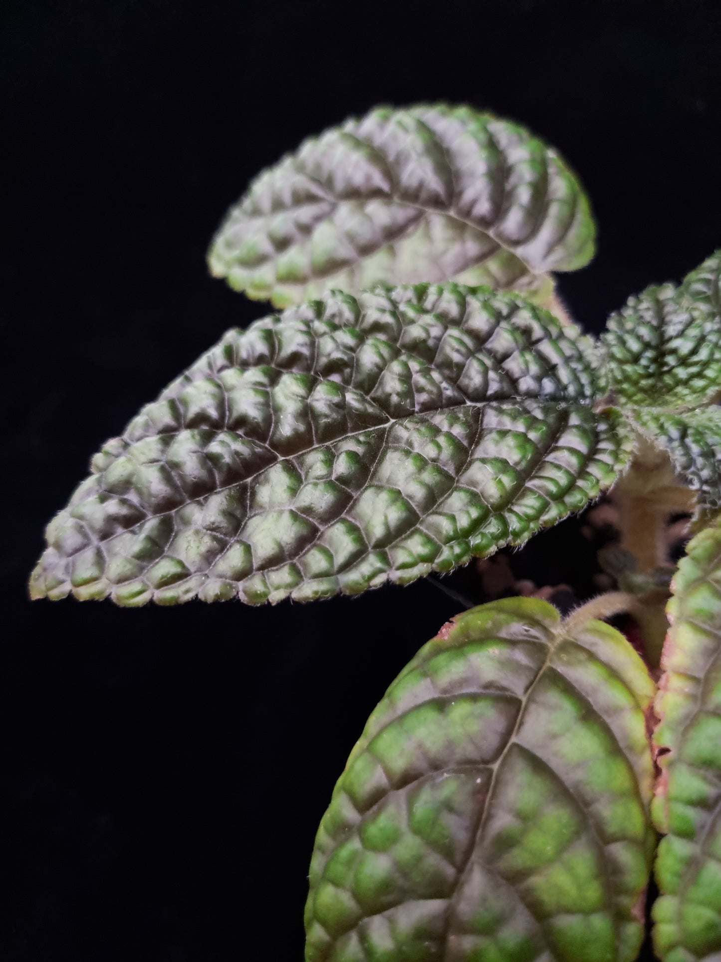 Pearcea sp. sale Singapore potted plant leaf detail