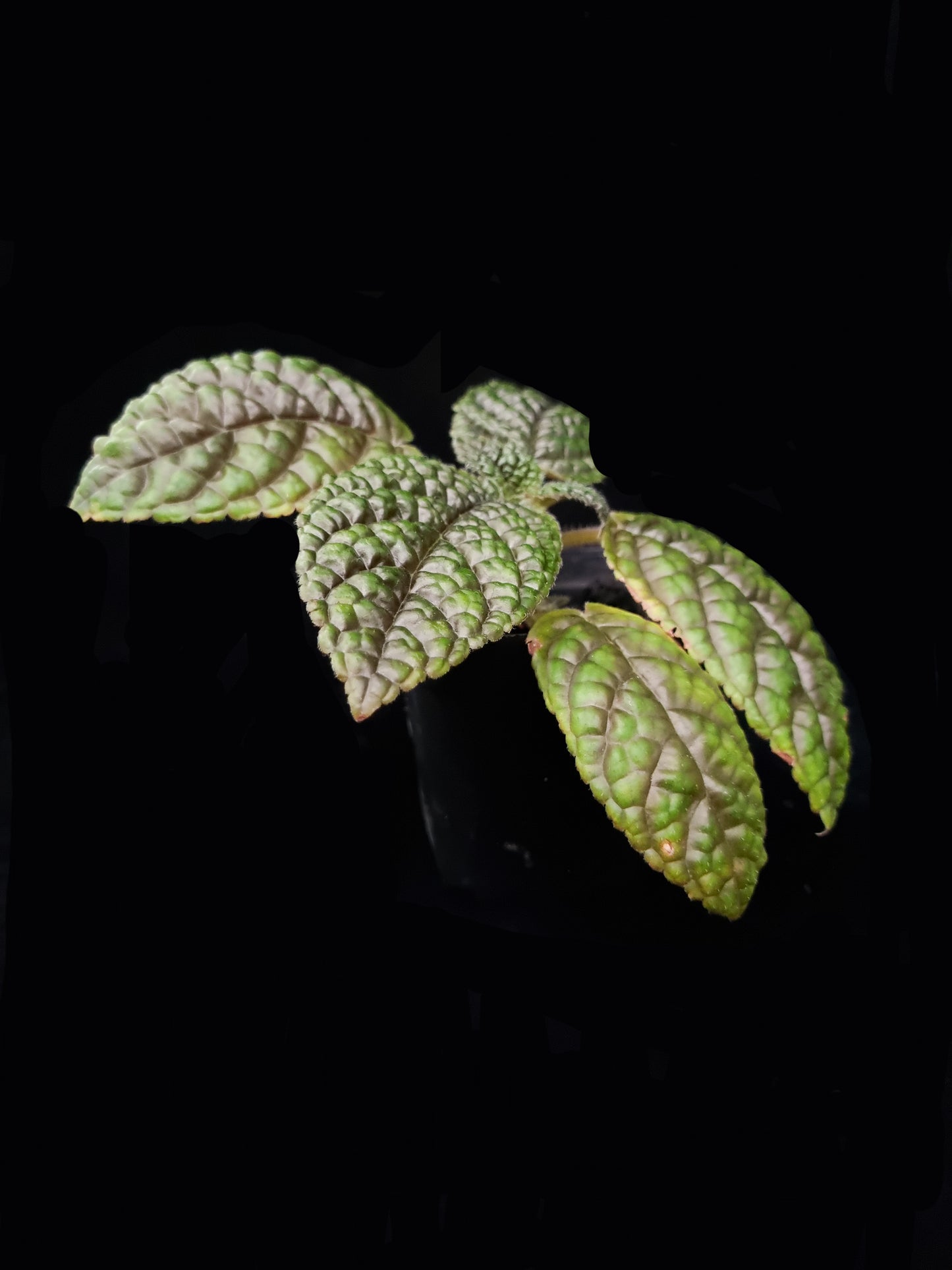 Pearcea sp. sale Singapore potted plant side view