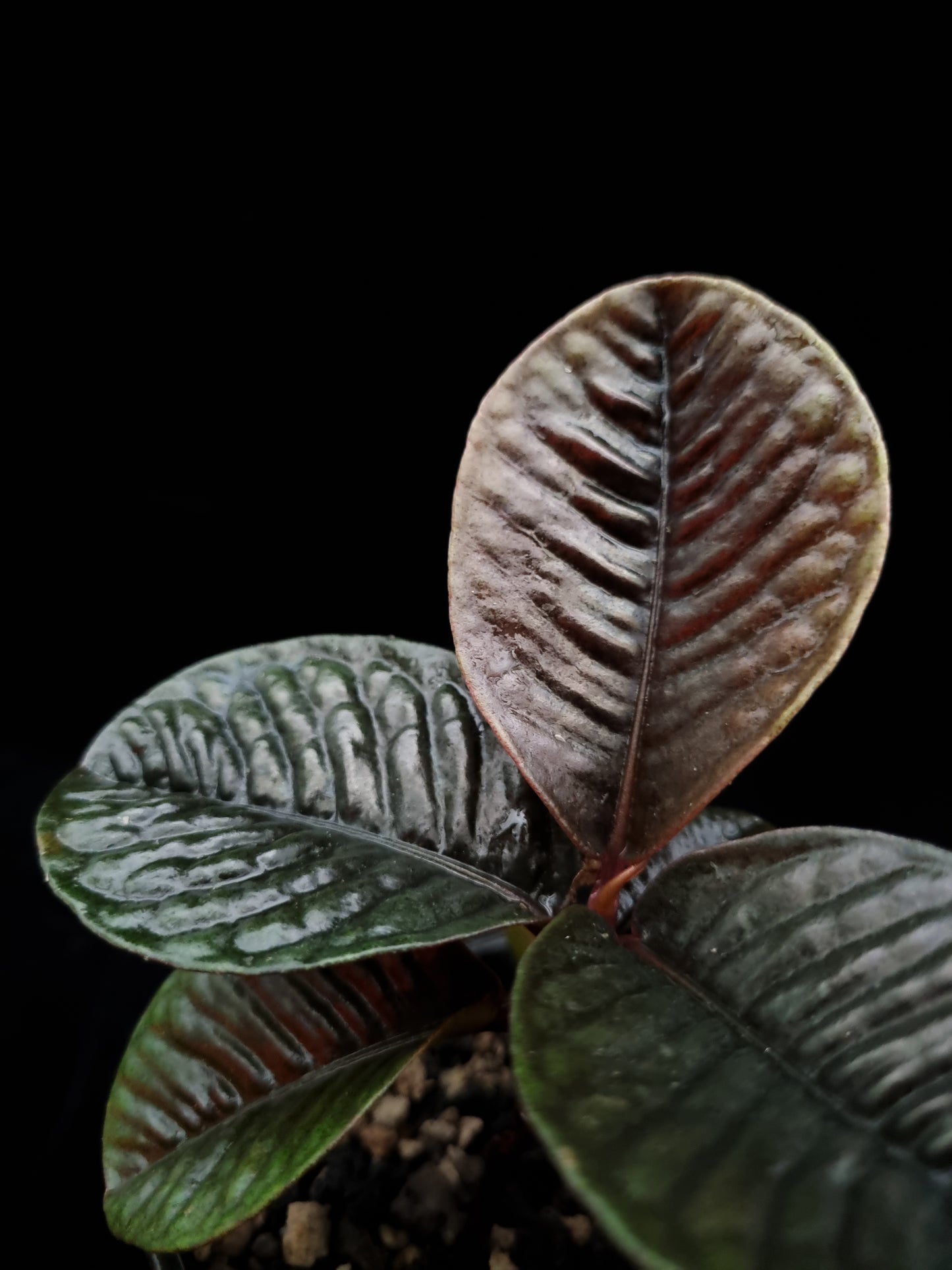labisia sp kalimantan sale Singapore potted plant leaf detail