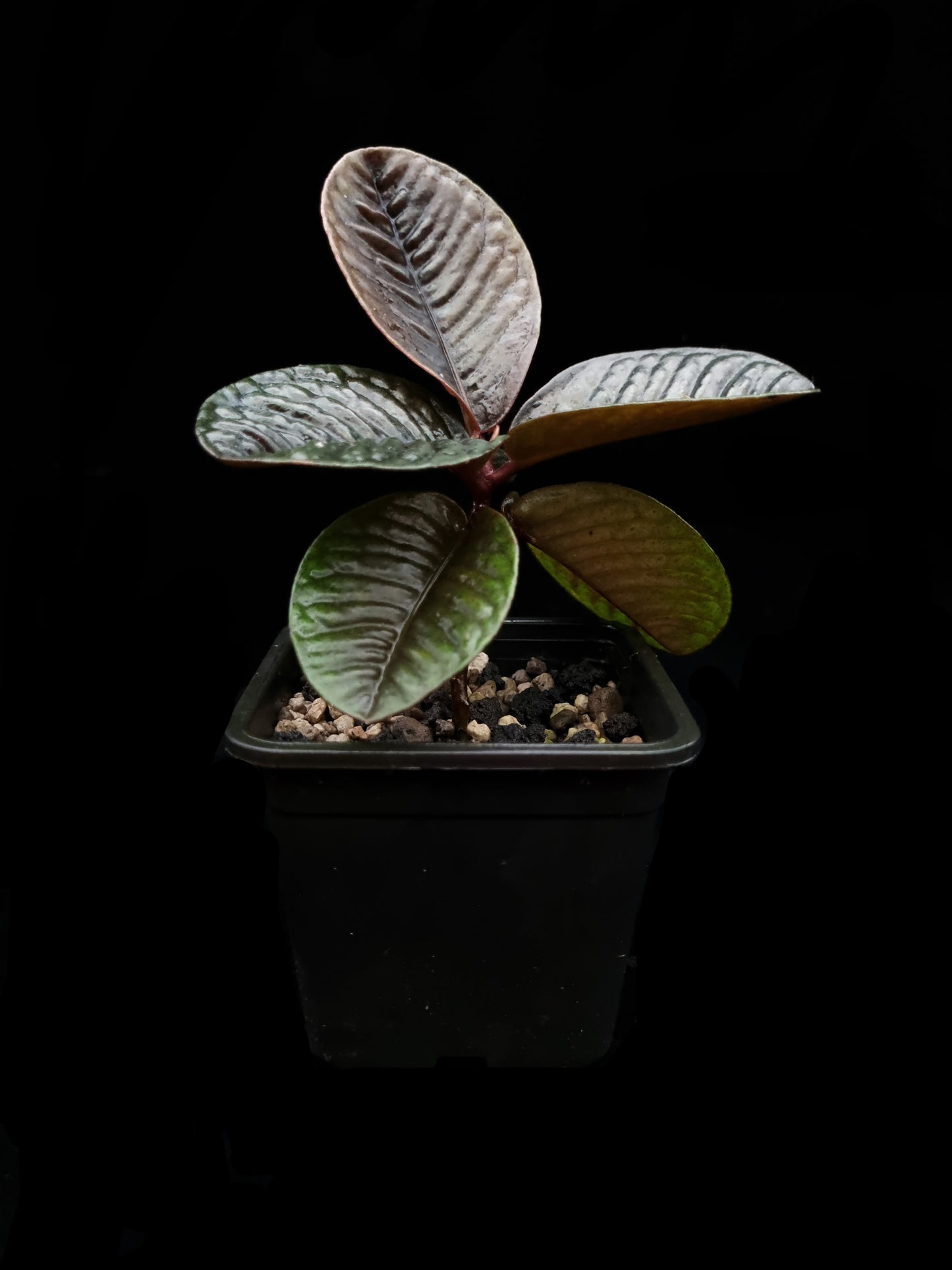 labisia sp kalimantan sale Singapore potted plant side view