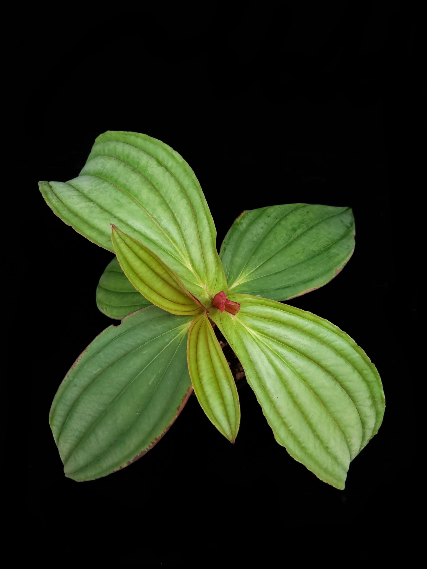 Medinilla gregori hambali sale Singapore potted plant top view