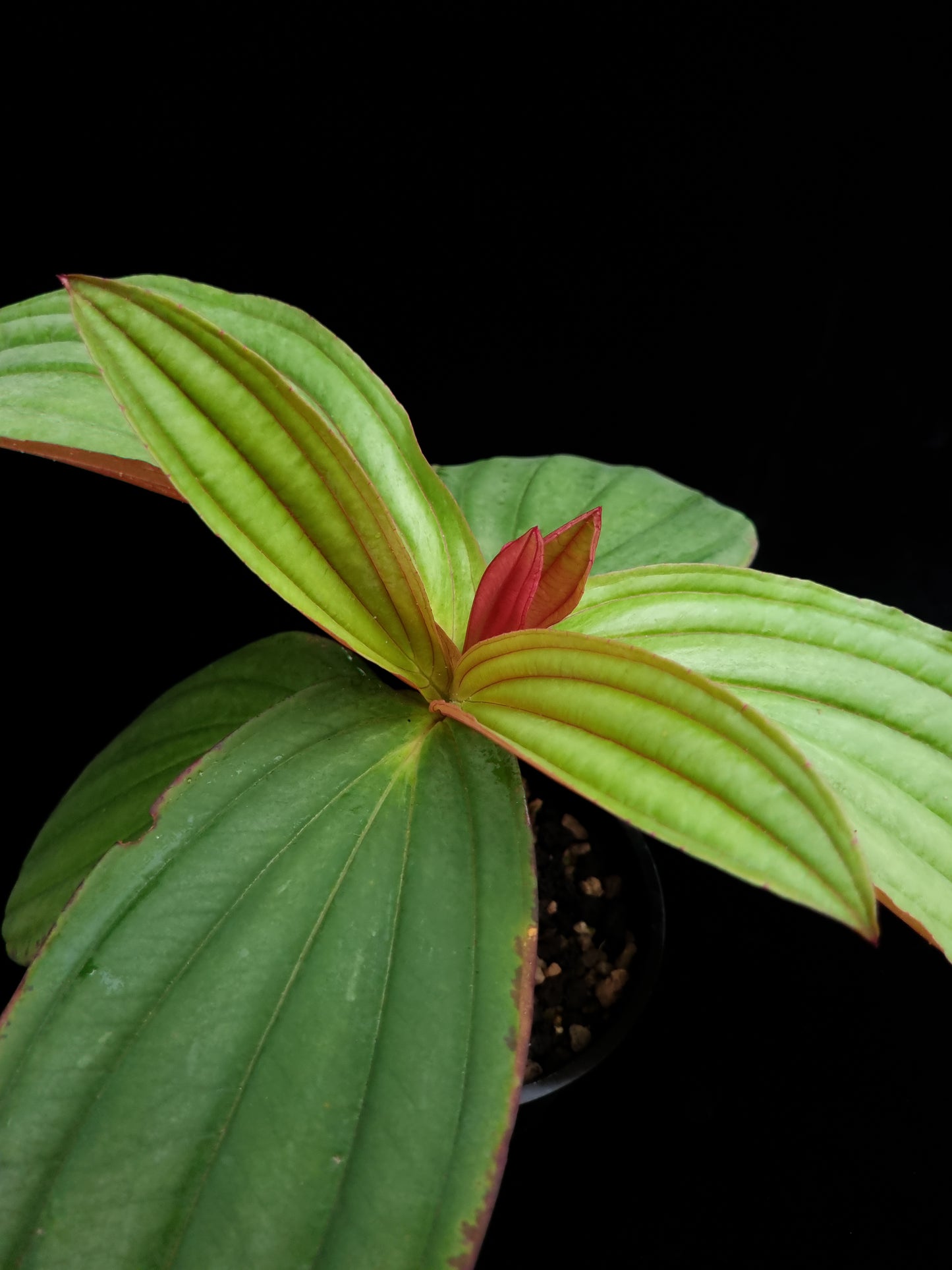 Medinilla gregori hambali sale Singapore potted plant top view