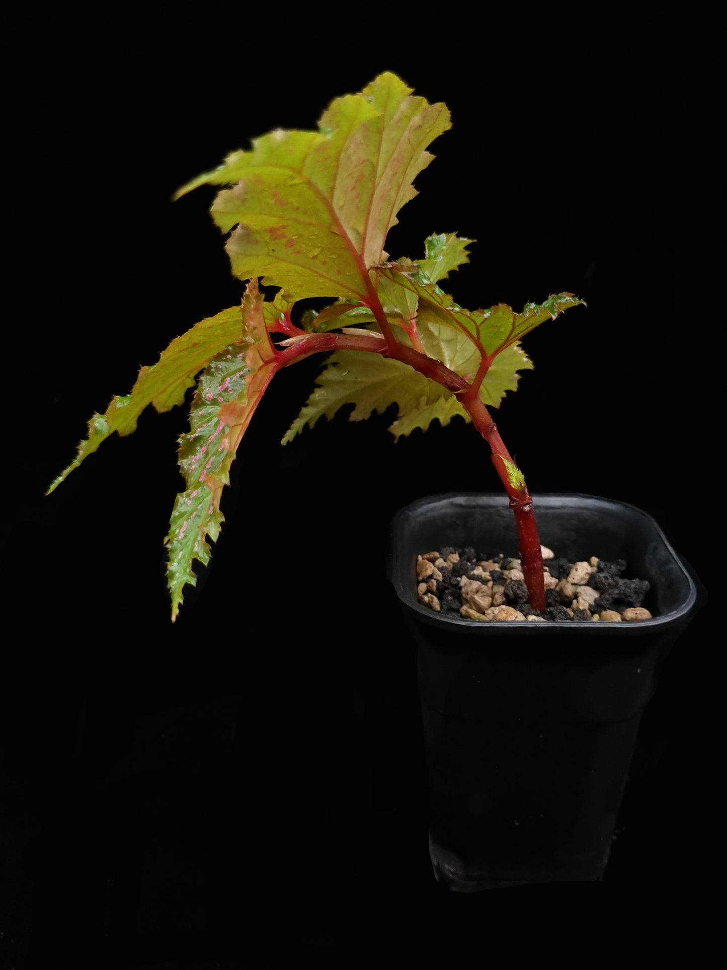 Begonia serratipetala sale Singapore side view