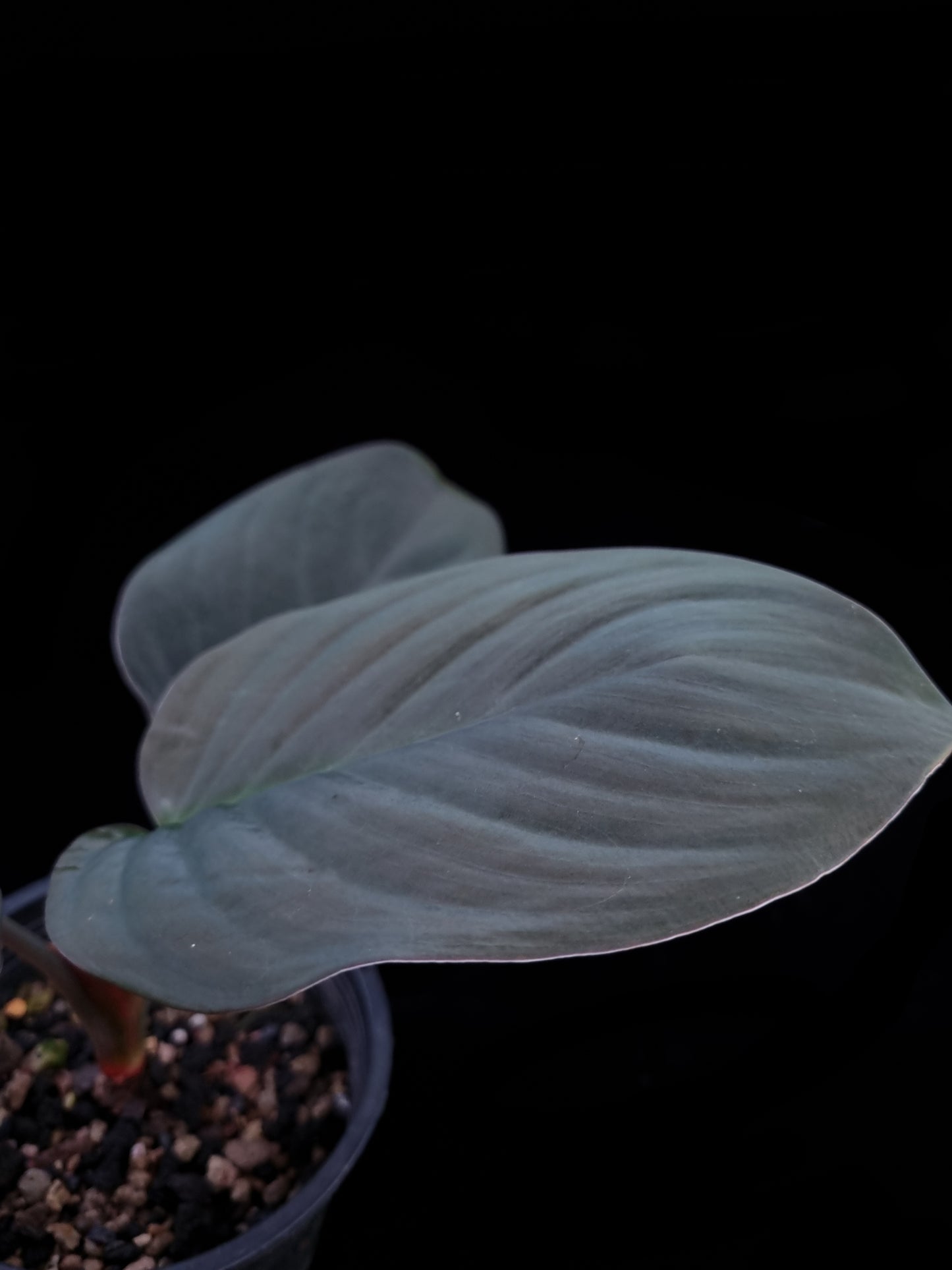 Homalomena sp. black velvet potted plant sale Singapore leaf detail