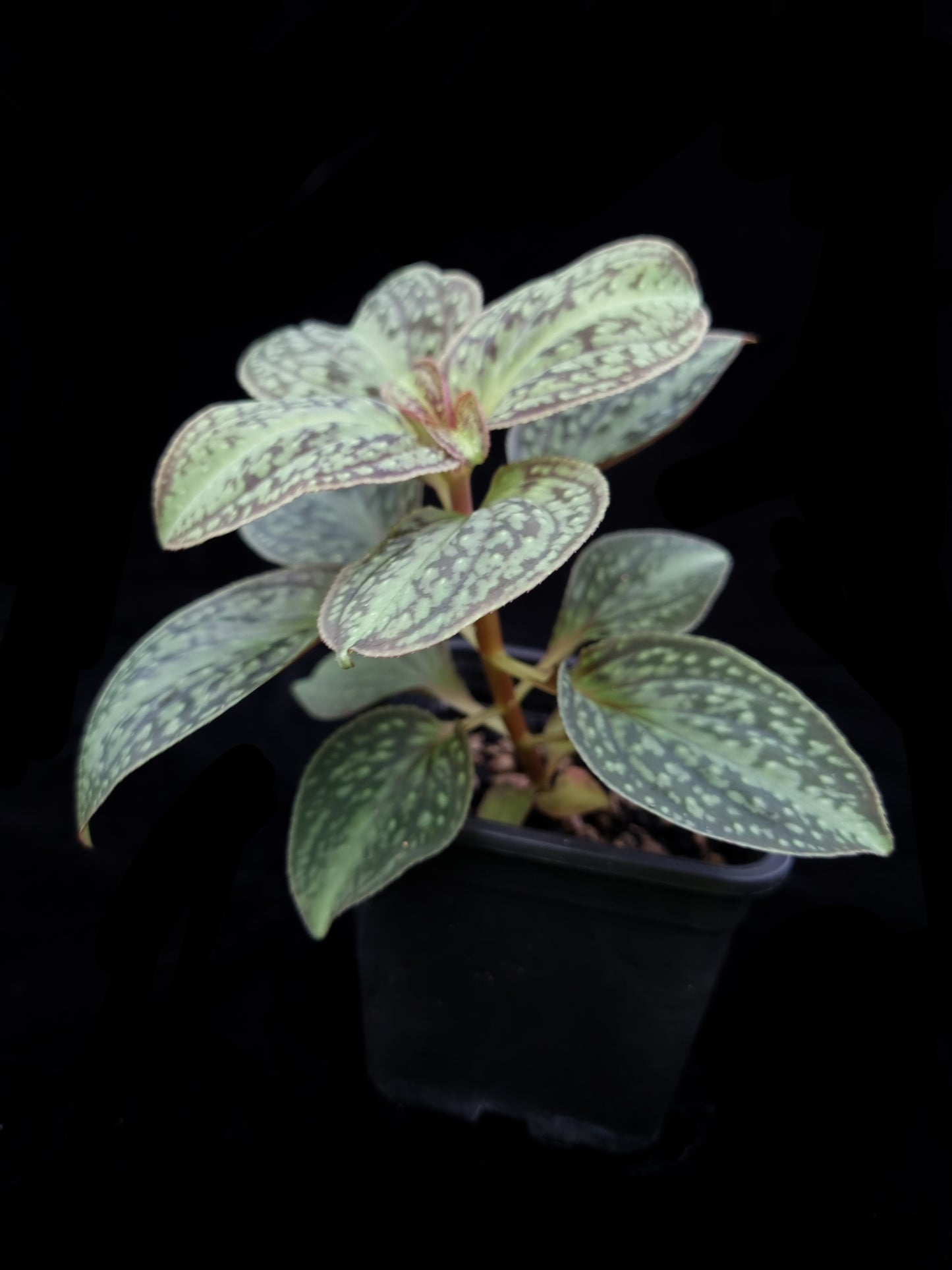Sonerila sp. jungle plant sale Singapore side view
