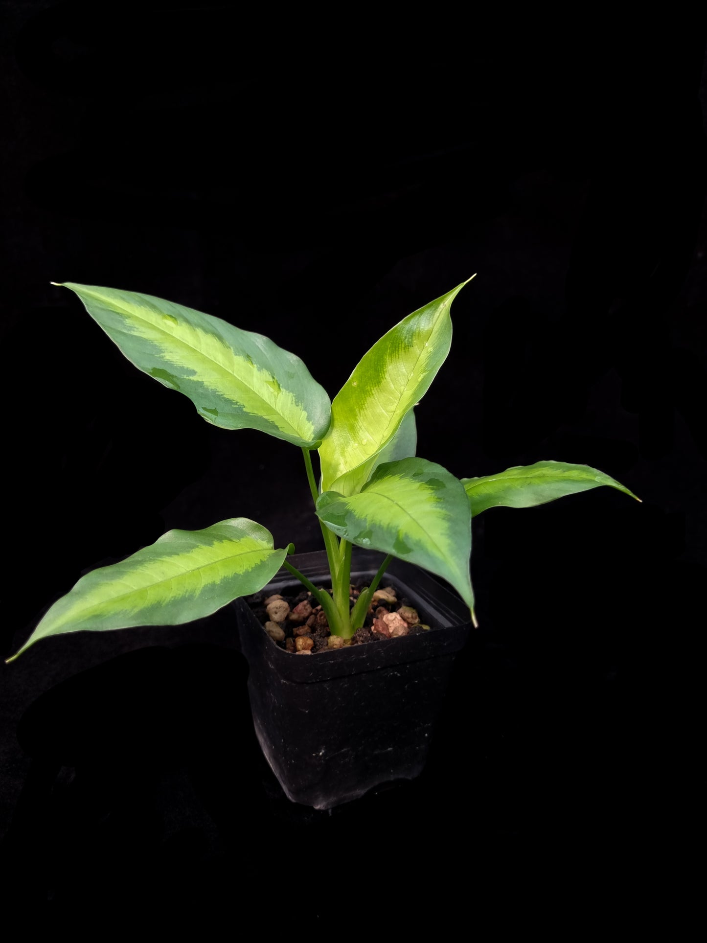 Schismatoglottis sp. West Kalimantan sale Singapore potted plant side view
