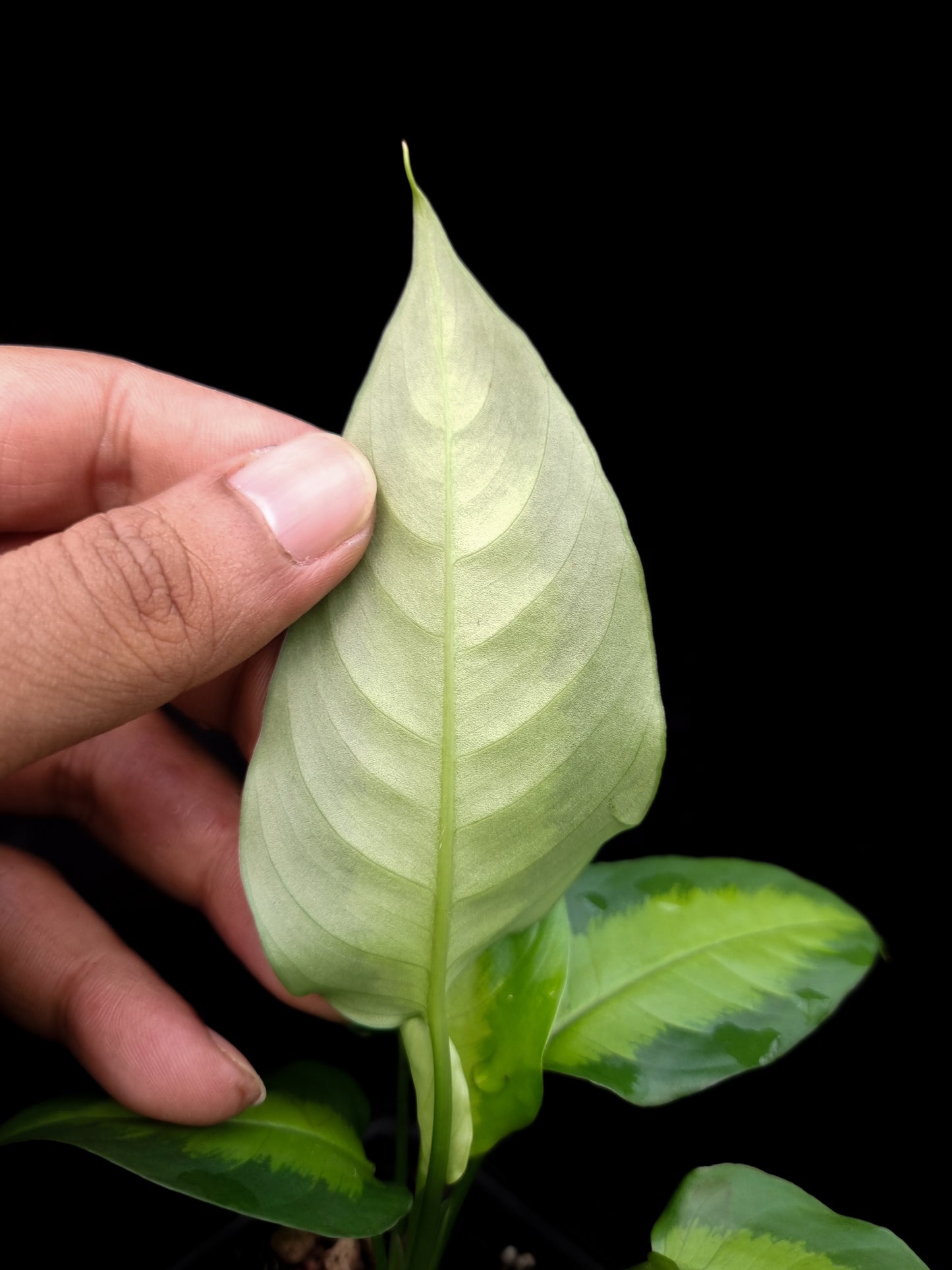 Schismatoglottis sp. West Kalimantan sale Singapore potted plant leaf underside